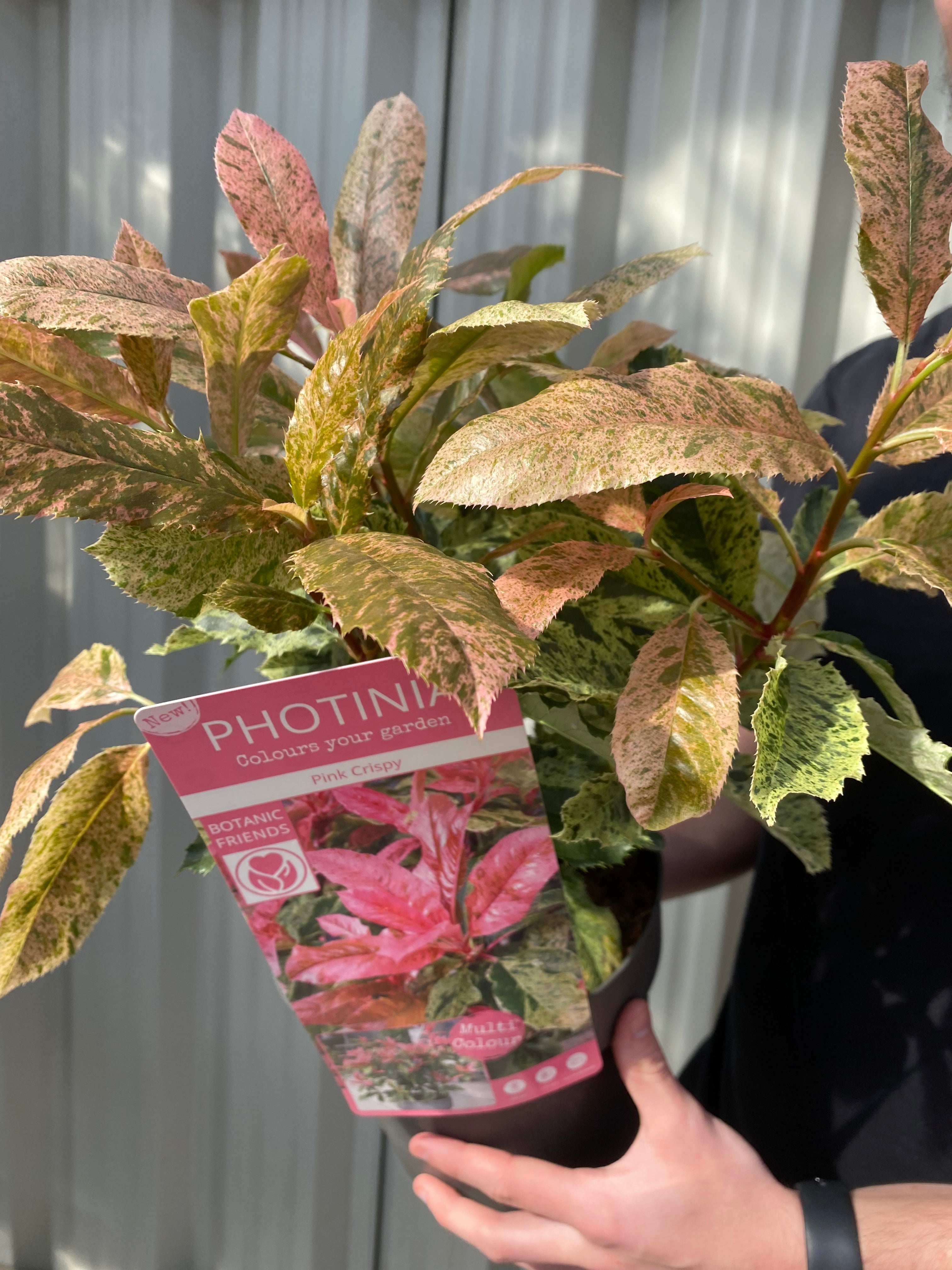 Photinia serratifolia 'Pink Crispy' 3L (Multibuy Offers Available)