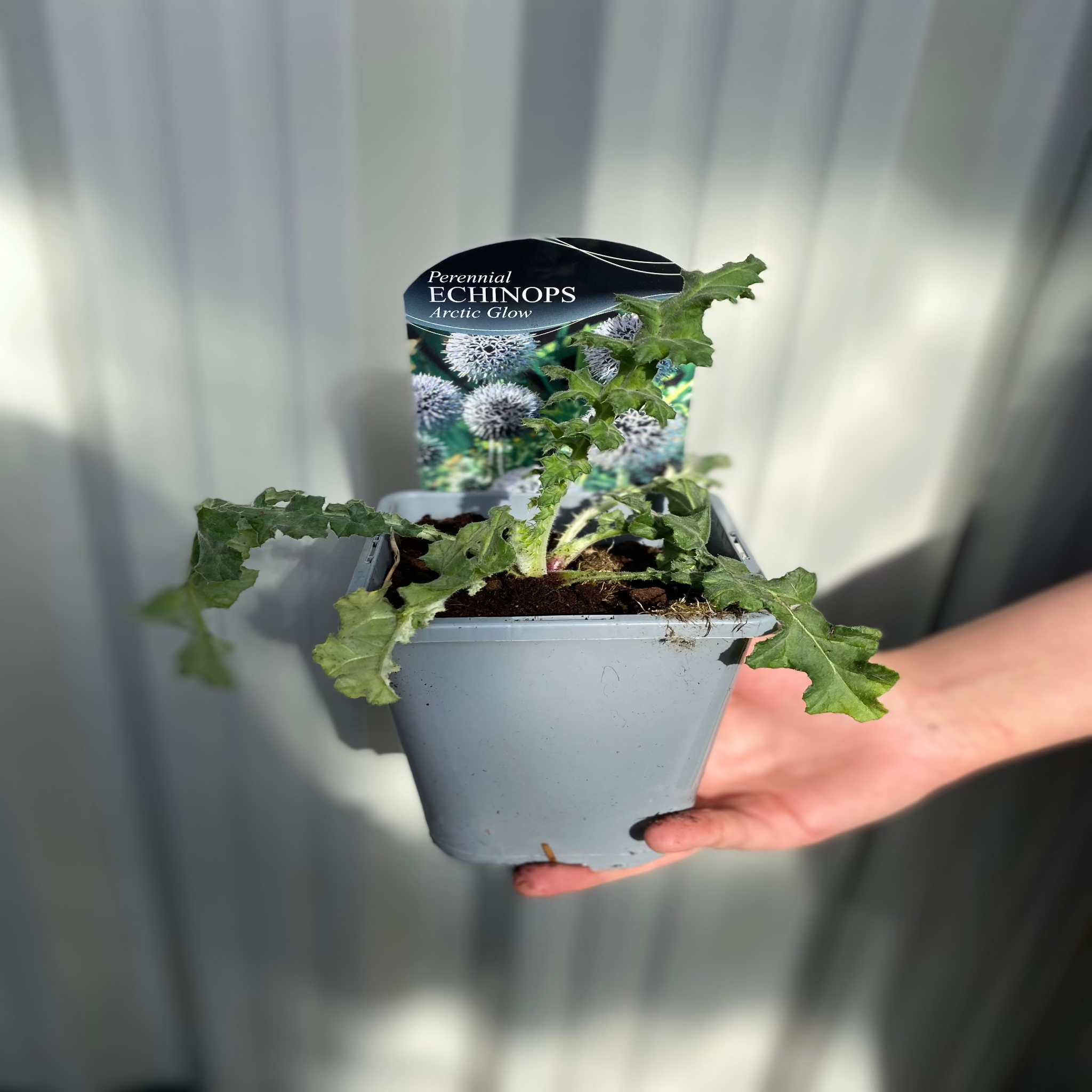 Echinops sphaerocephalus 'Artic Glow' 1L