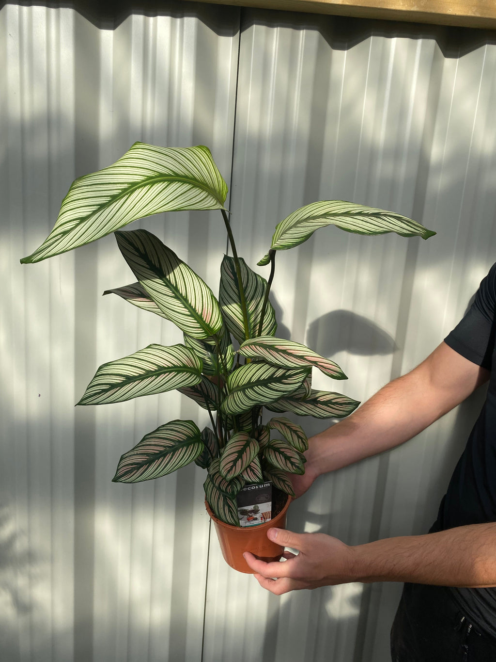 Calathea whitestar 50cm