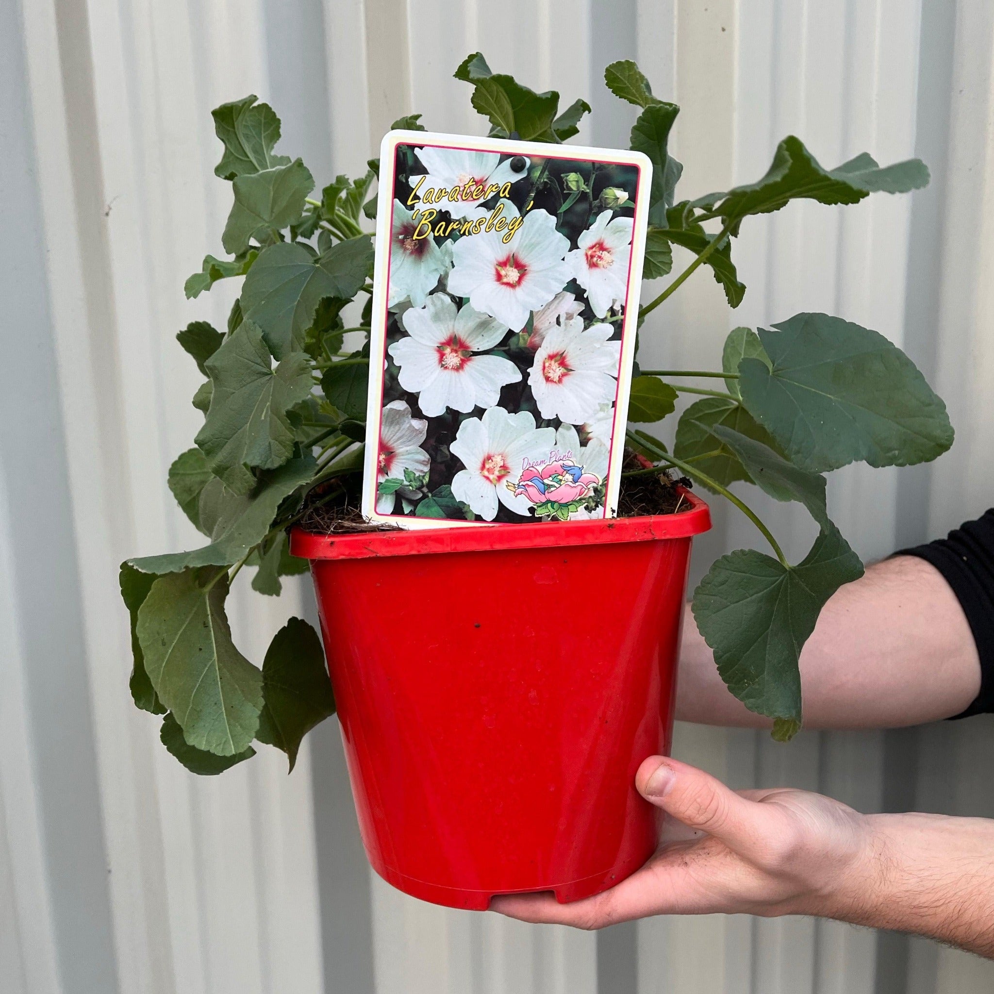 Lavatera 'Barnsley' 9cm / 2L