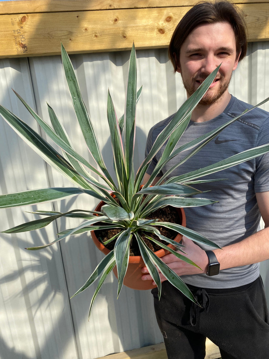 Yucca Variegata 7.5L