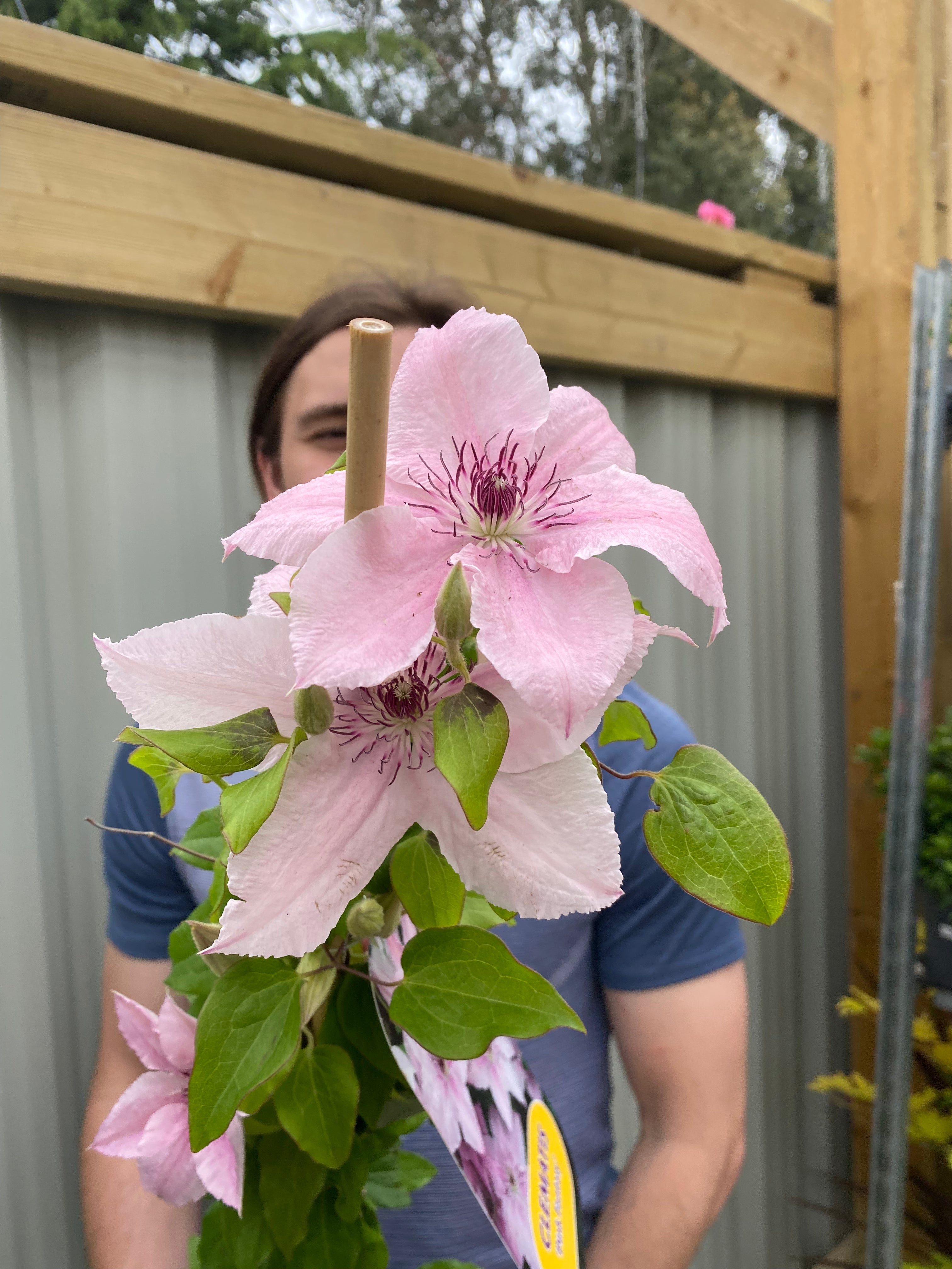 Clematis 'Pink Fantasy' 90-95cm