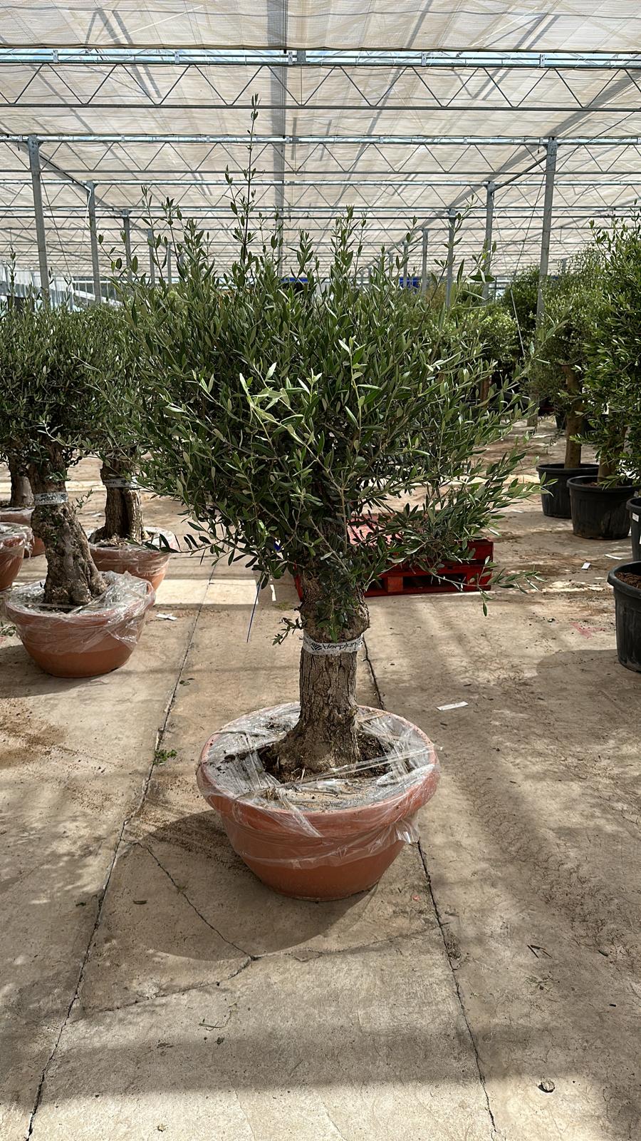 Olive Tree 75L Terracotta Bowl 1.3-1.4m Multibuy Offers Available)