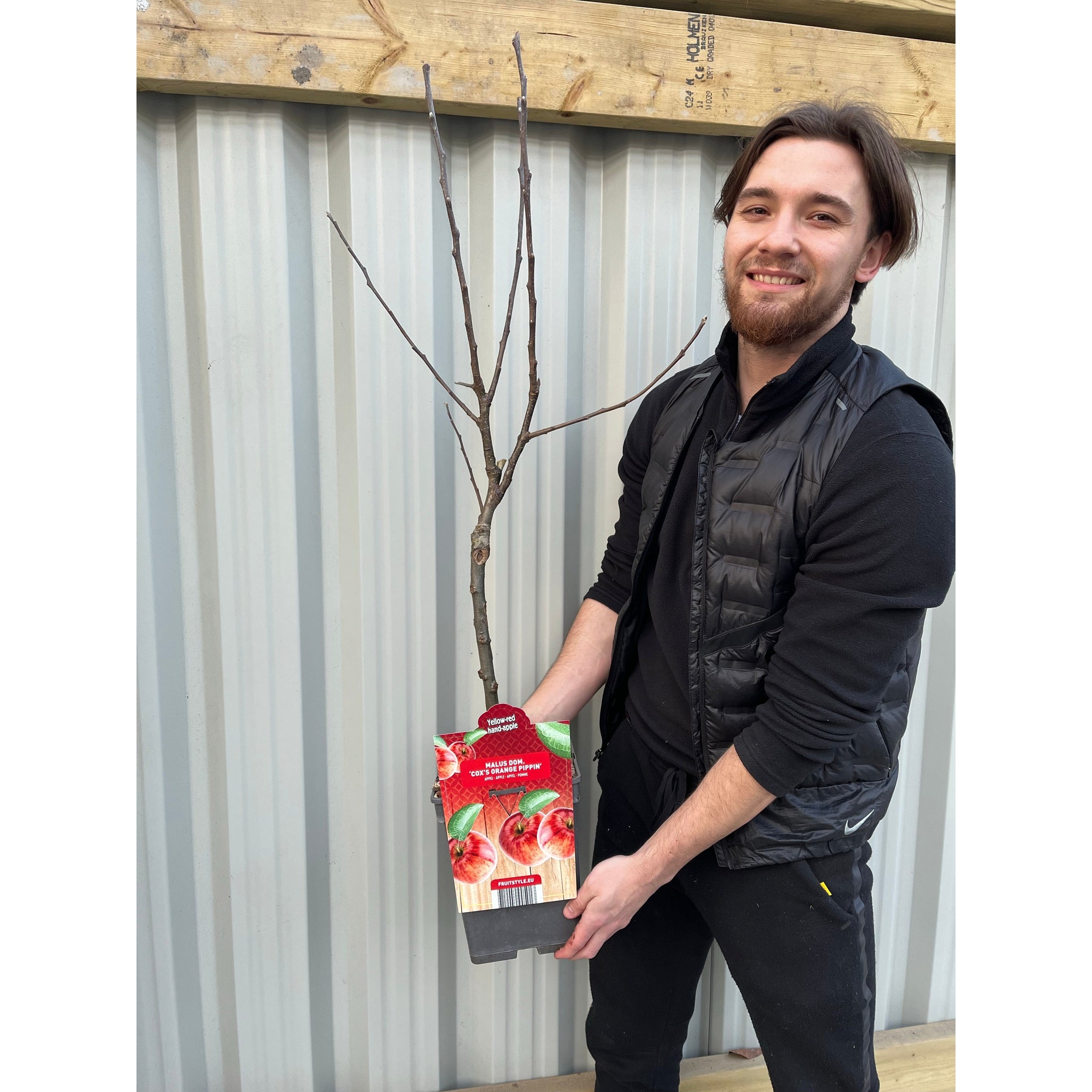 'Cox's Orange Pippin' Dwarf/Patio Apple Tree  1m
