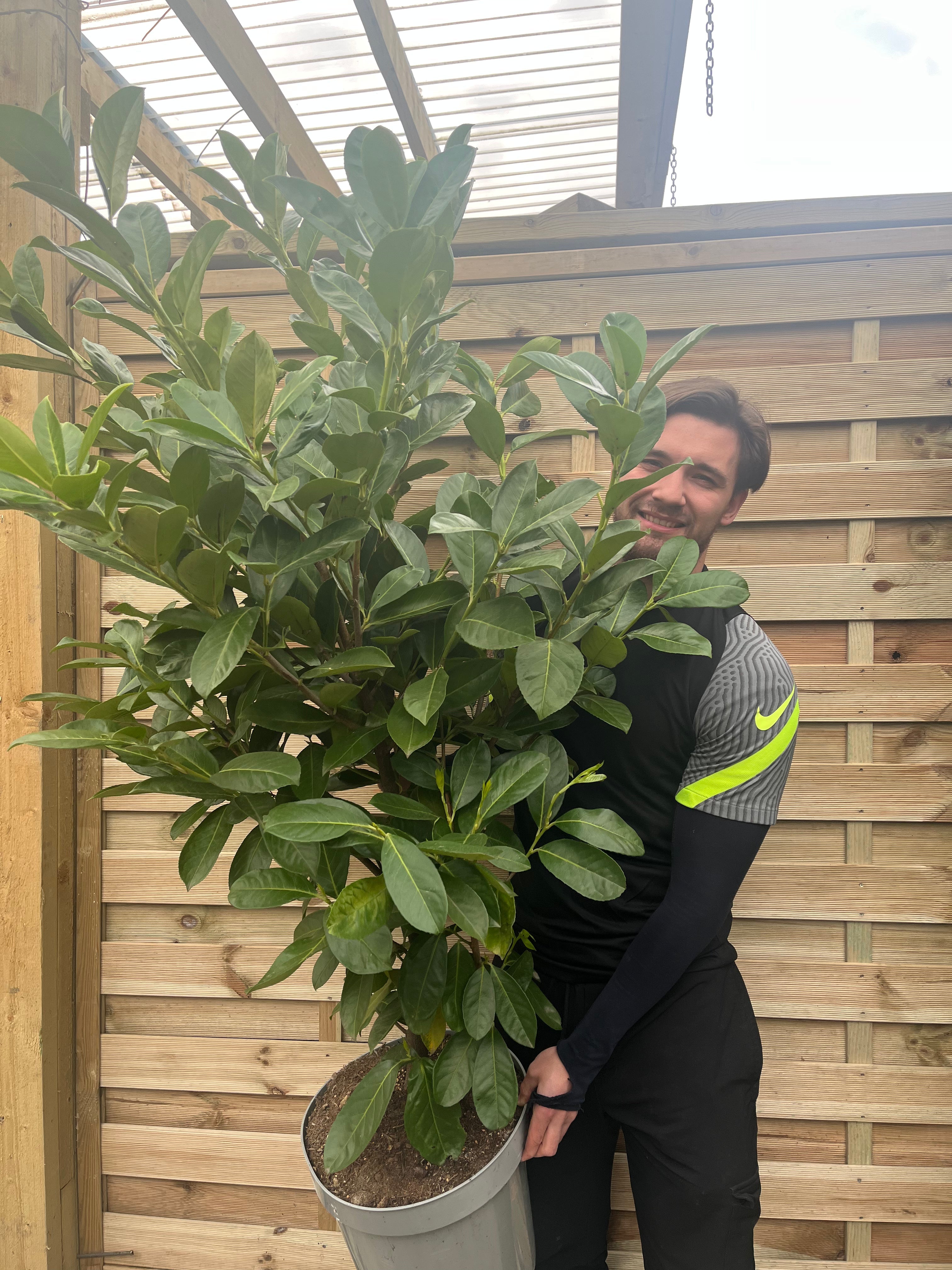 7ft Established Bushy Potted Cherry Laurel Hedge Plants 200-210cm (Multi-Buy Offers Available)