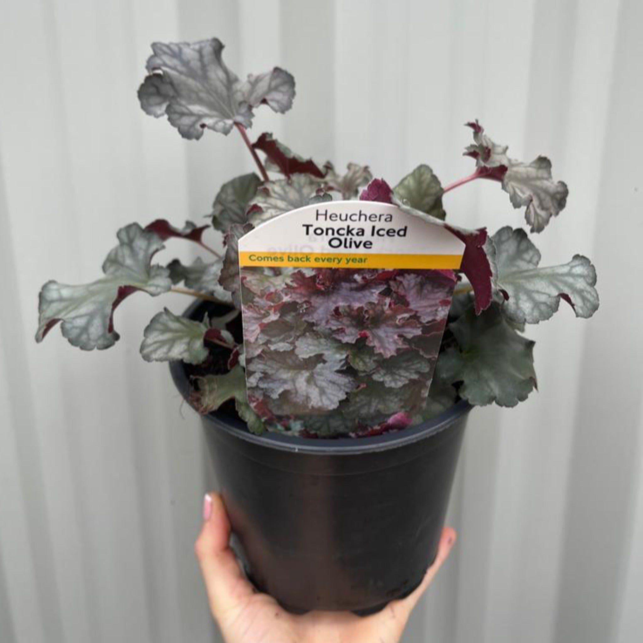 Heuchera 'Toncka Iced Olive' 2L