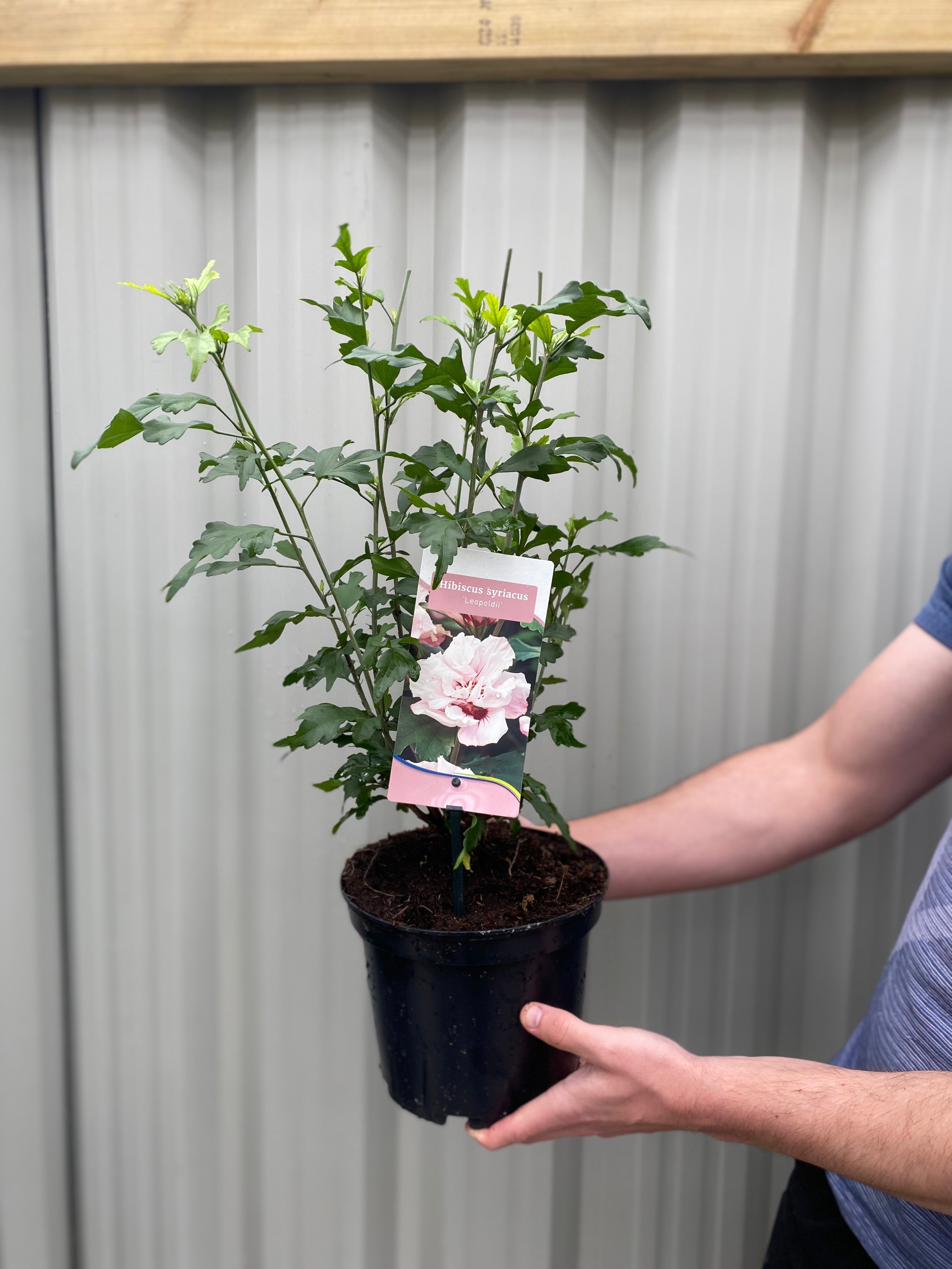 Hibiscus Syriacus 'Leopoldii' - Pink