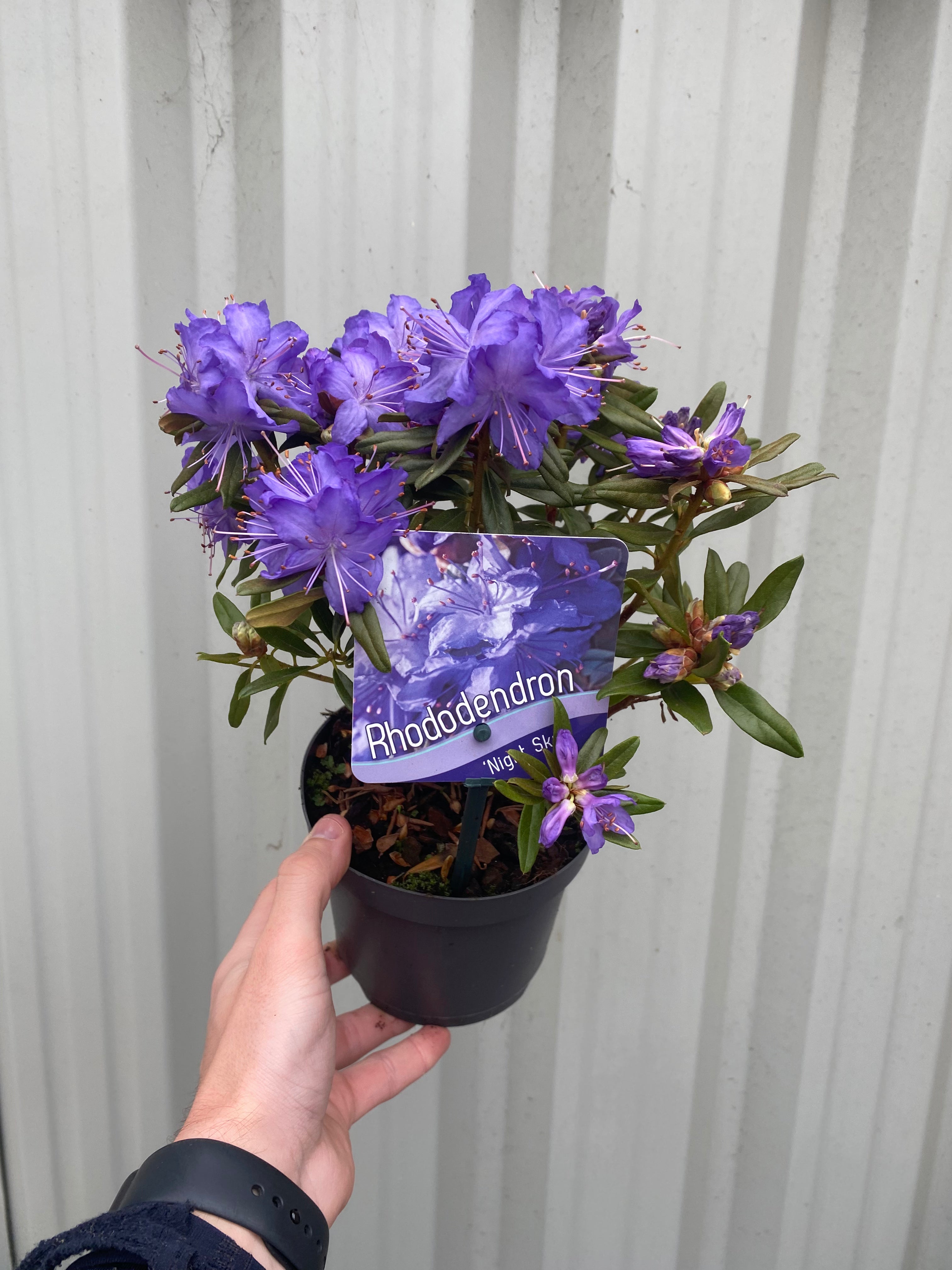 Dwarf Rhododendron 'Night Sky' 1L