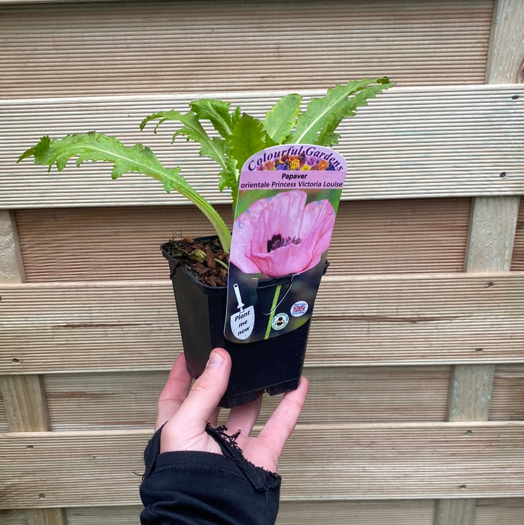 Poppy - Princess Victoria Louise (Pink) 9cm / 2L