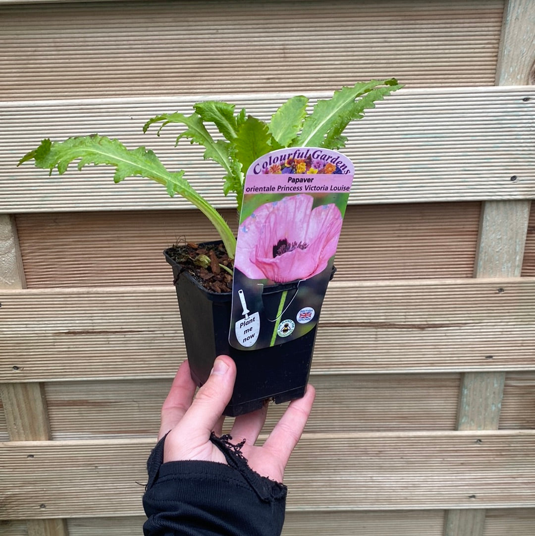 Poppy - Princess Victoria Louise (Pink) 9cm / 2L