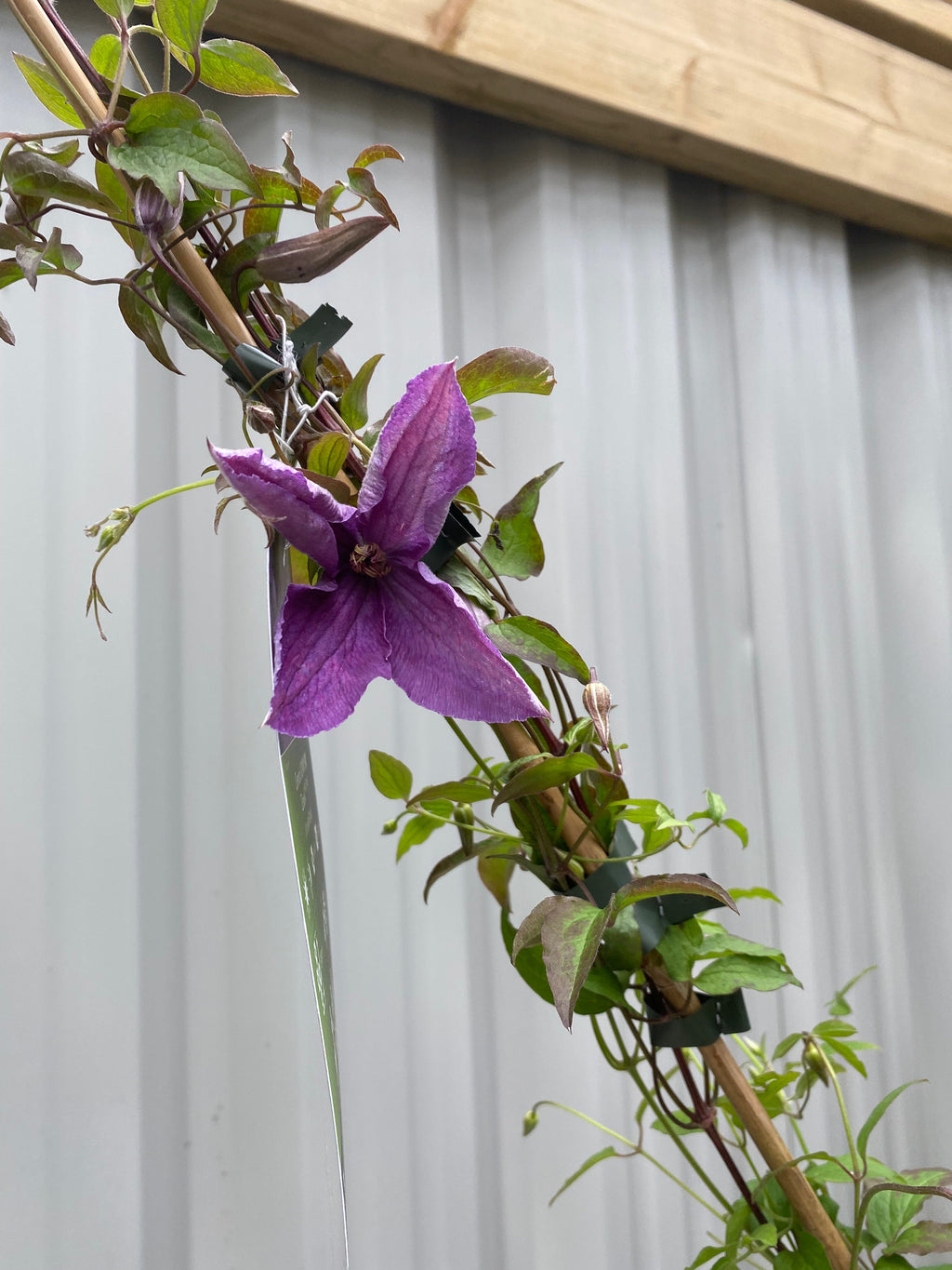 Clematis 'Sunny Sky' 90-95cm