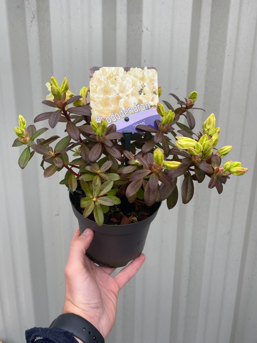 Dwarf Rhododendron 'Wren' 1L