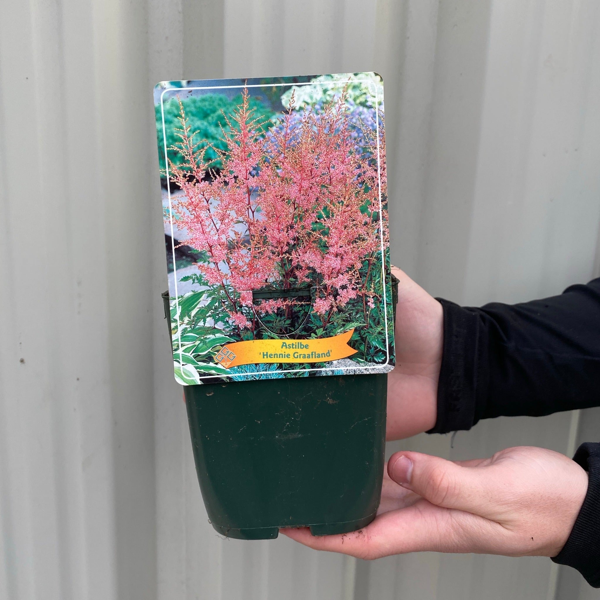 Astilbe 'Hennie Graafland' - Pink - 1.5L