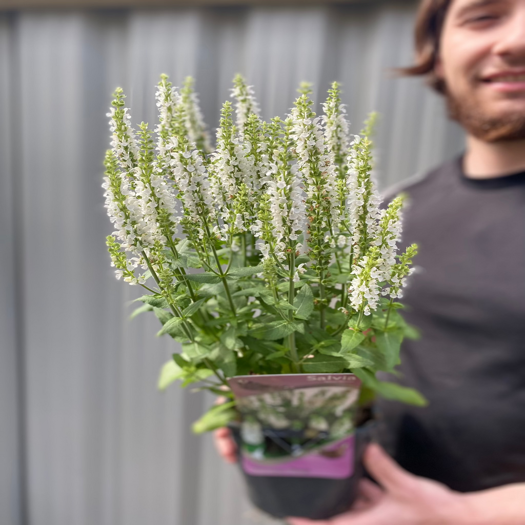 Salvia 'Apex White' 2L