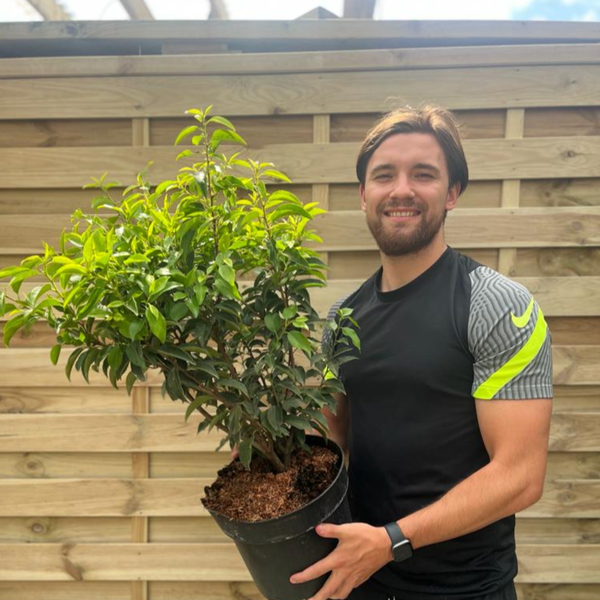 Portuguese Laurel | Prunus lauroceras 'Angustifolia' (Multibuy Offers Available)