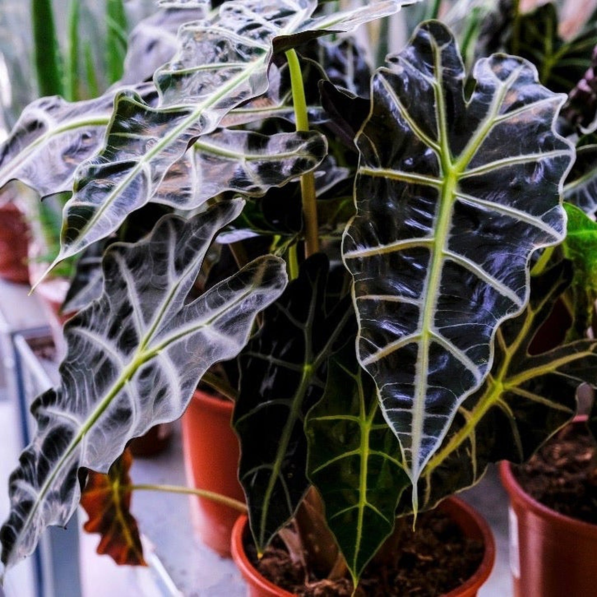 Alocasia (Elephant's Ear) 35-40cm