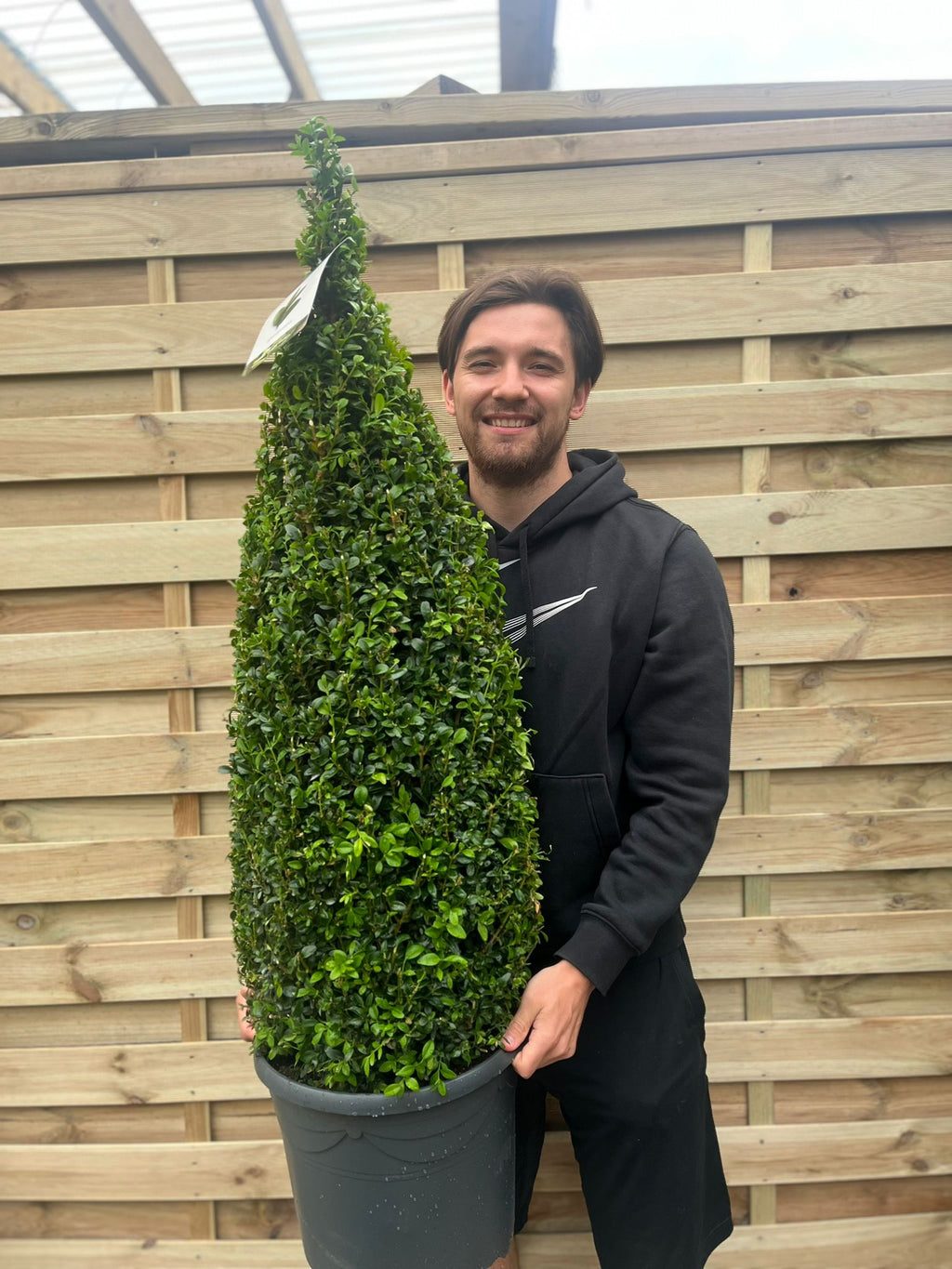 Buxus Topiary Cone 1.2m (12L)
