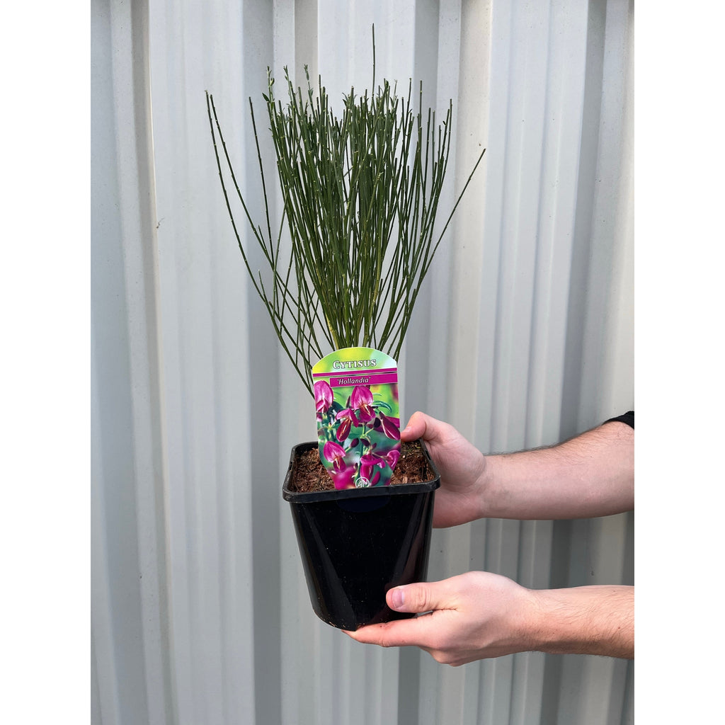 Cytisus 'Hollandia' (Broom) Pink 2L