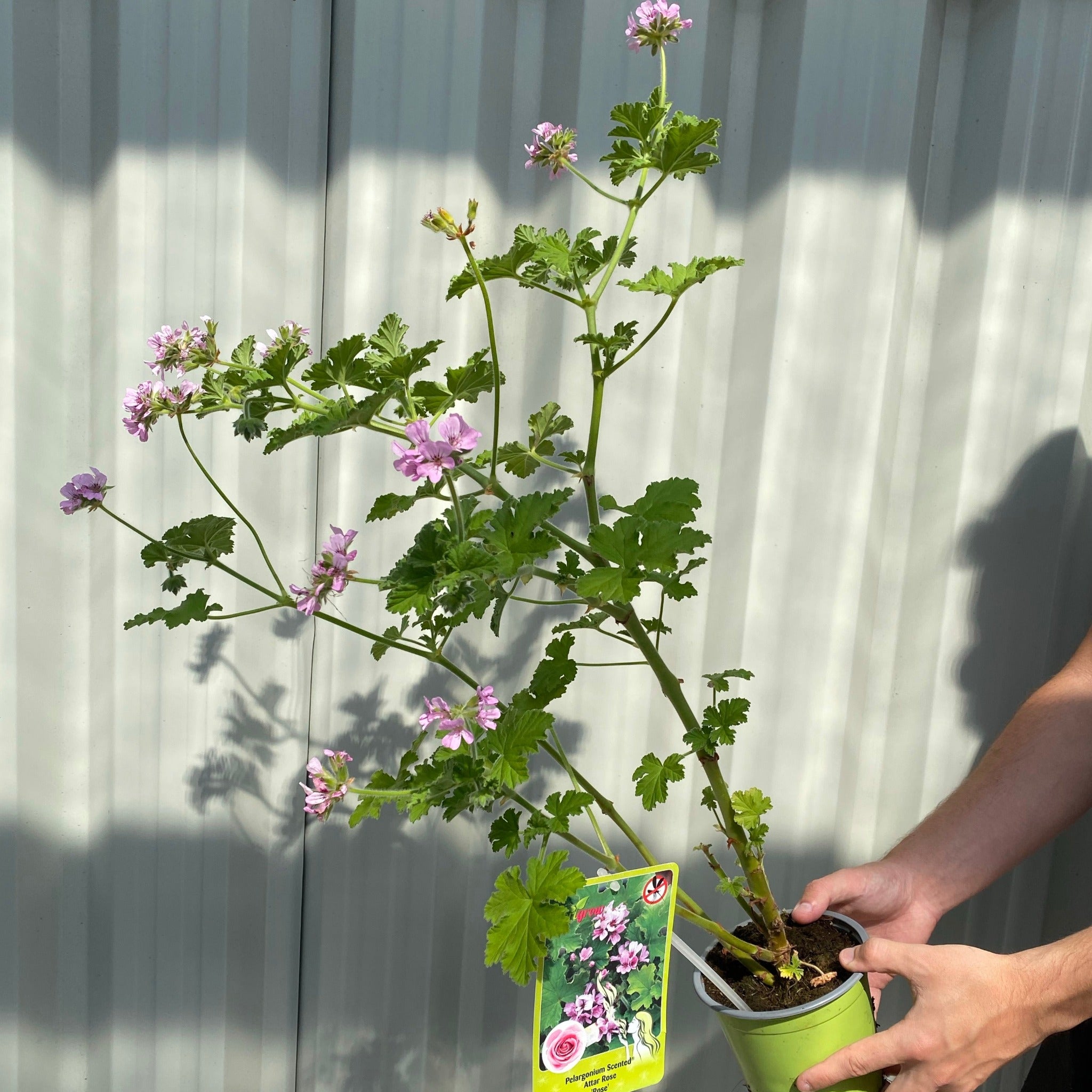 Scented Pelargonium (Scented Geranium) 'Rose'