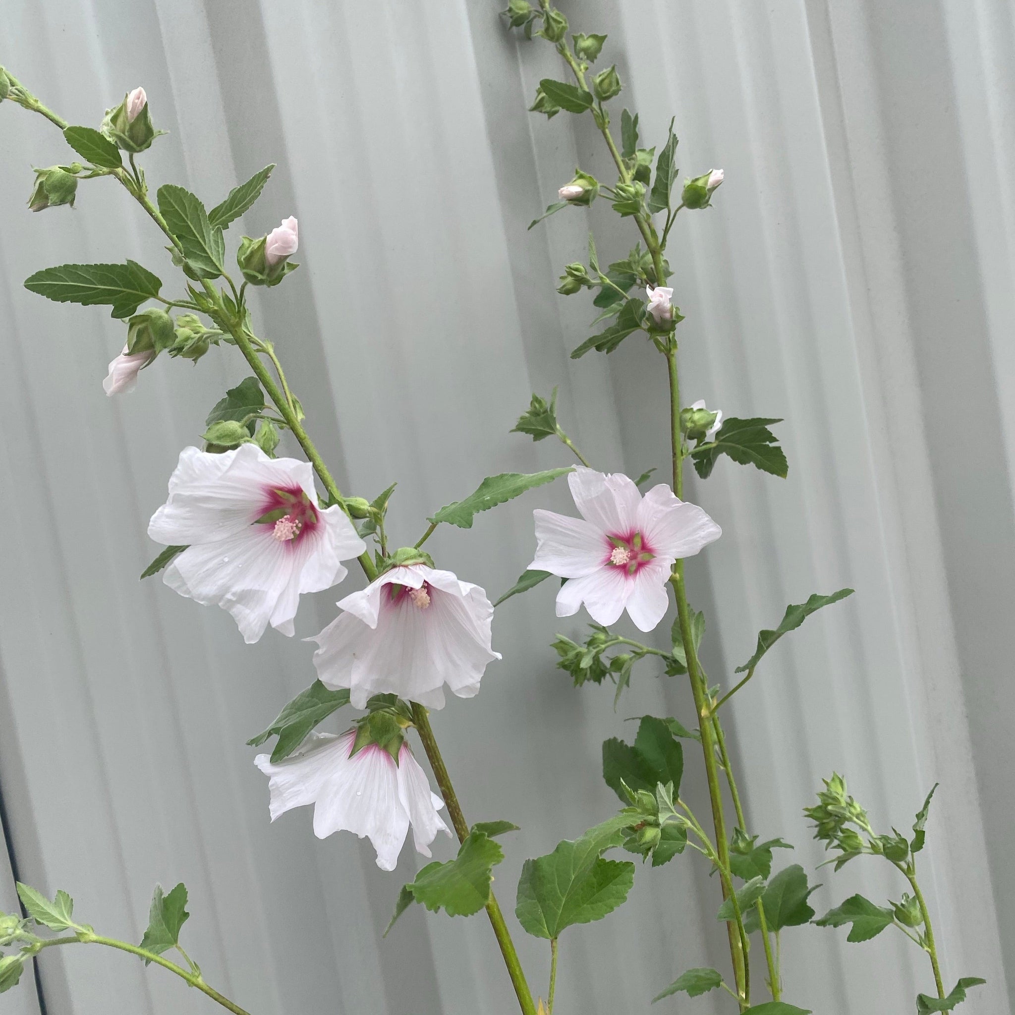 Lavatera 'Blushing Bride' 2L