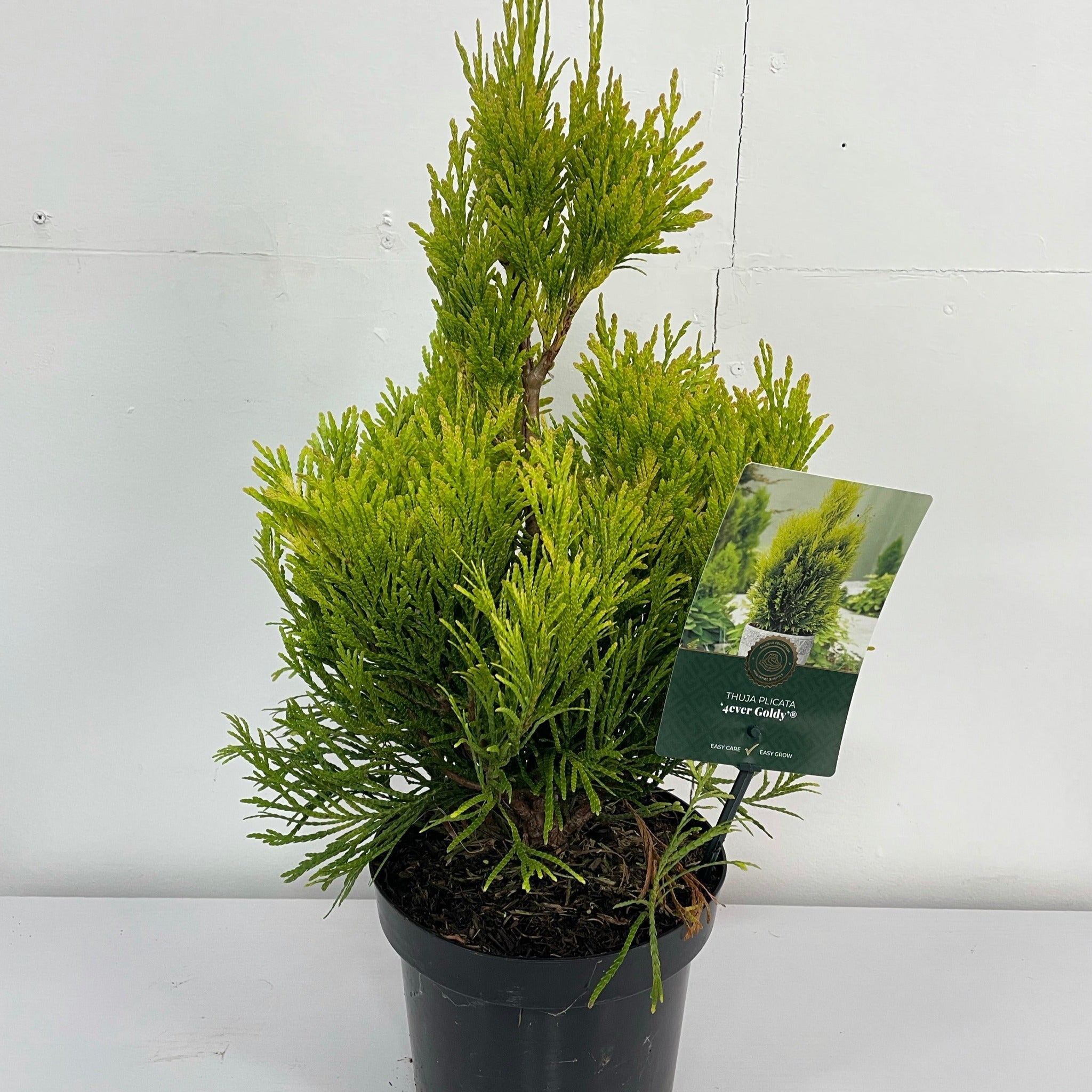 Thuja Plicata '4ever Goldy' 2L