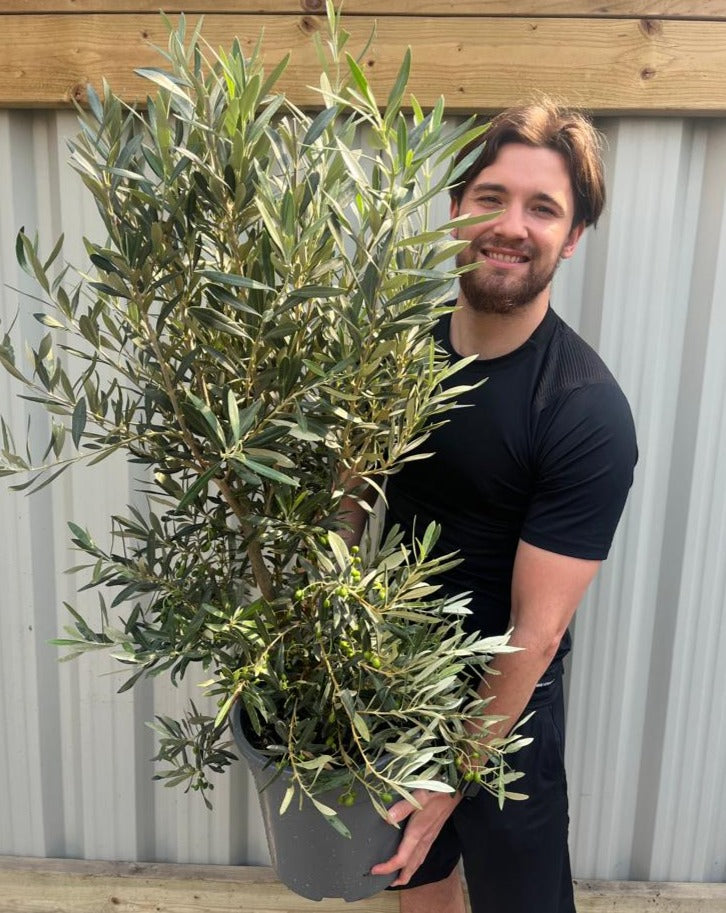 Olive Bush | Olea Europeana (3 Sizes Available) 50-110cm