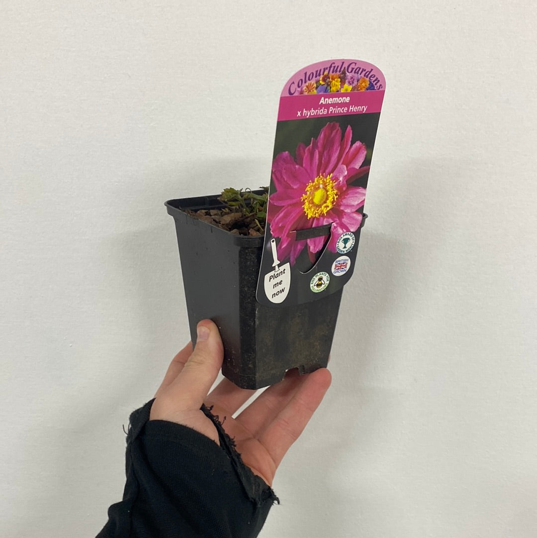 Anemone x hybrida 'Prince Henry' 9cm