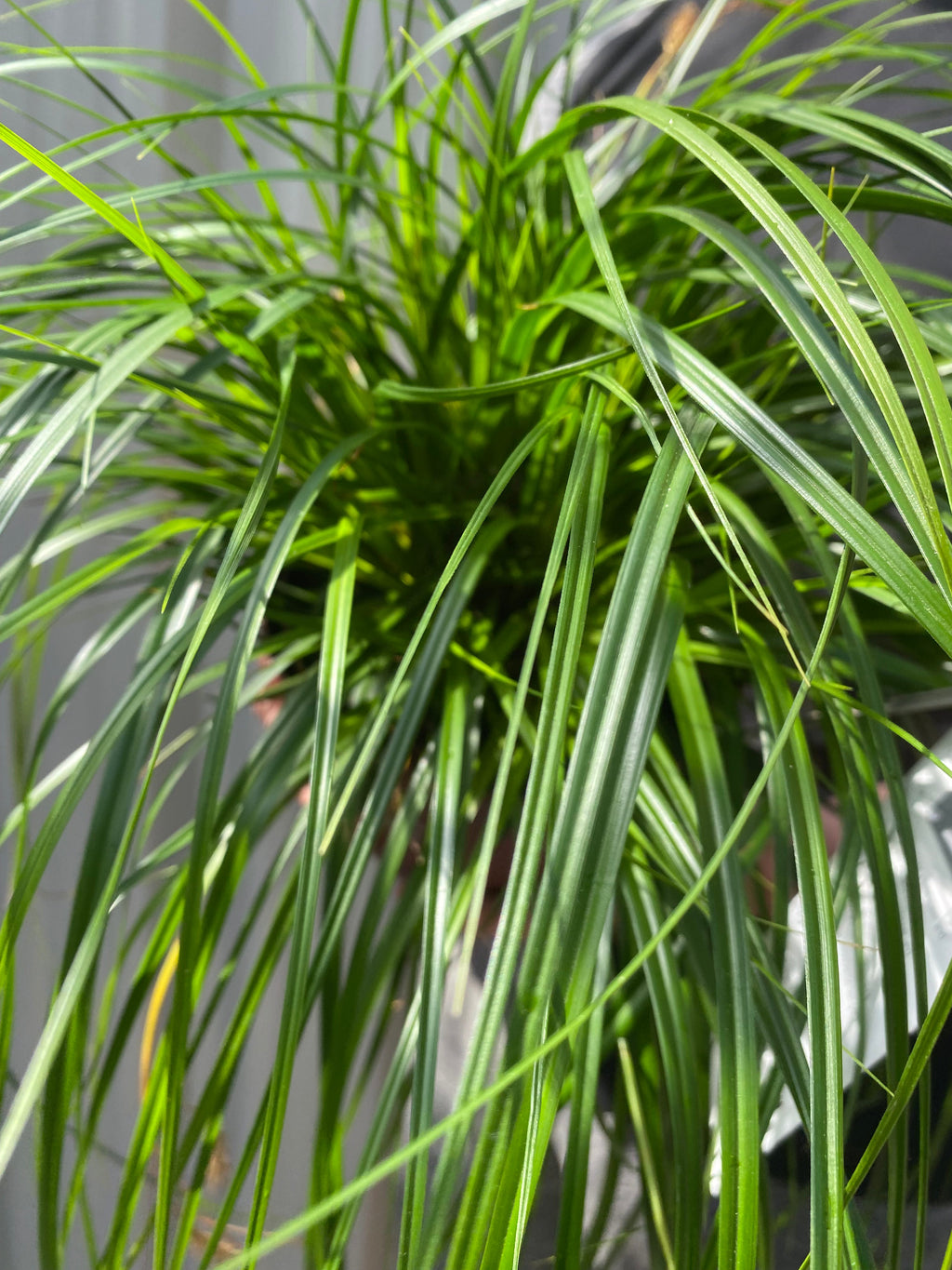 Carex oshimensis 'Intense Green' 2L