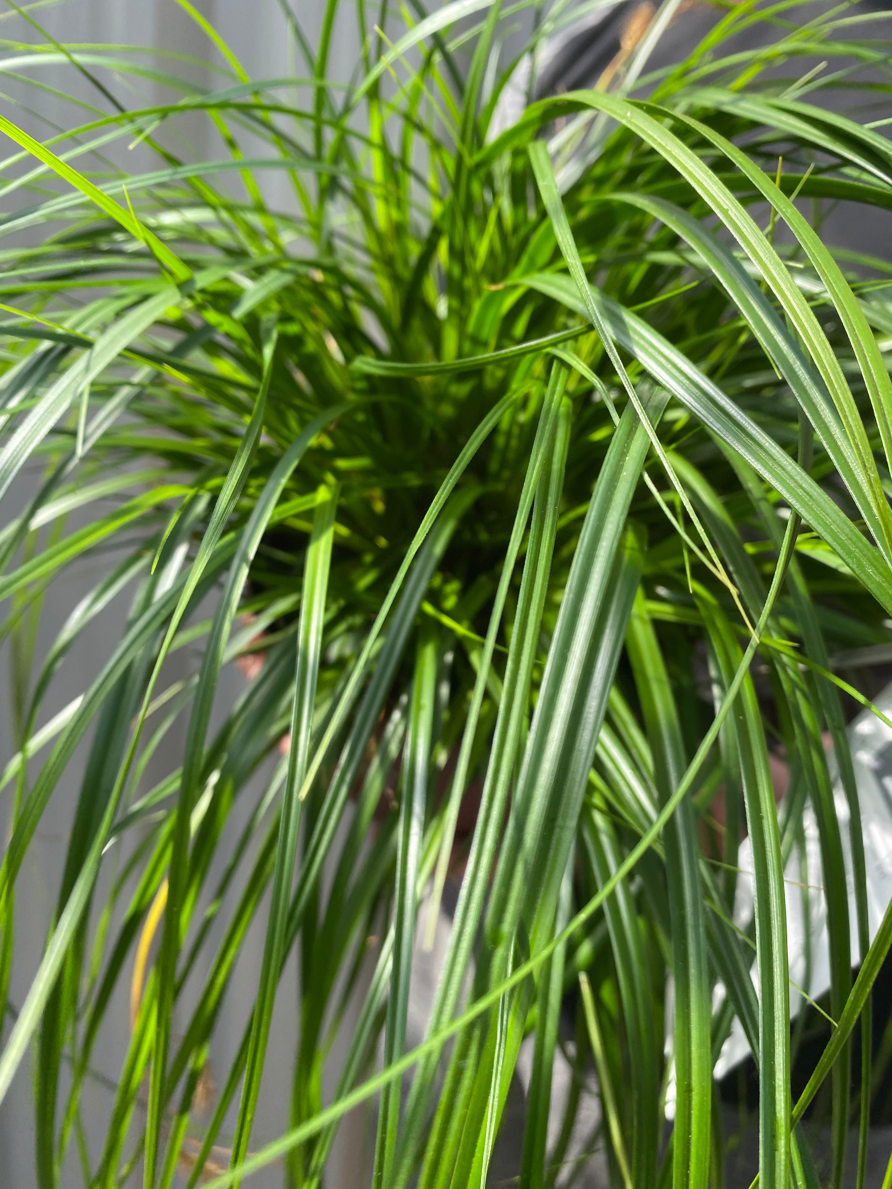 Carex oshimensis 'Intense Green' 2L