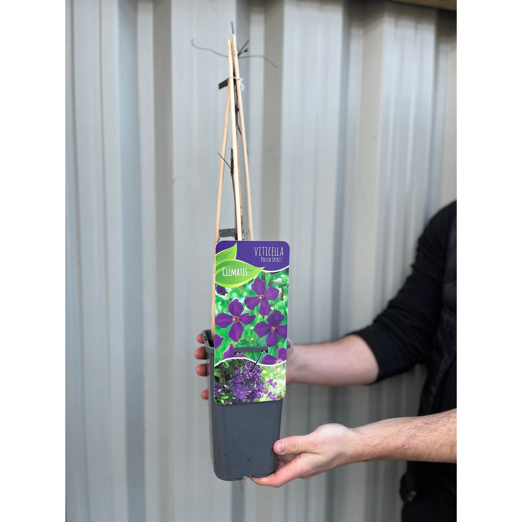 Clematis 'Polish Spirit' 60cm