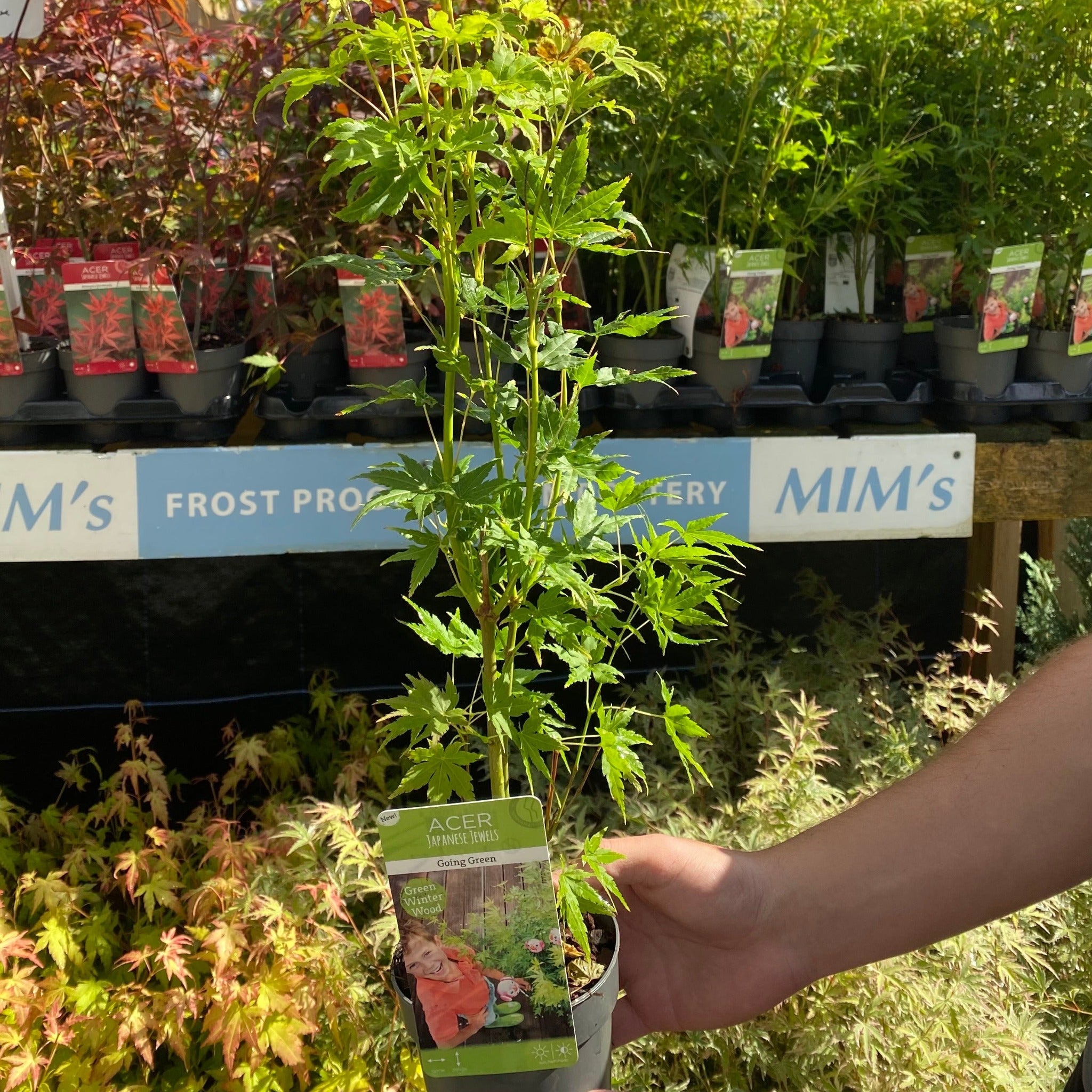 Acer palmatum 'Going Green' 10.5cm/2L/3L