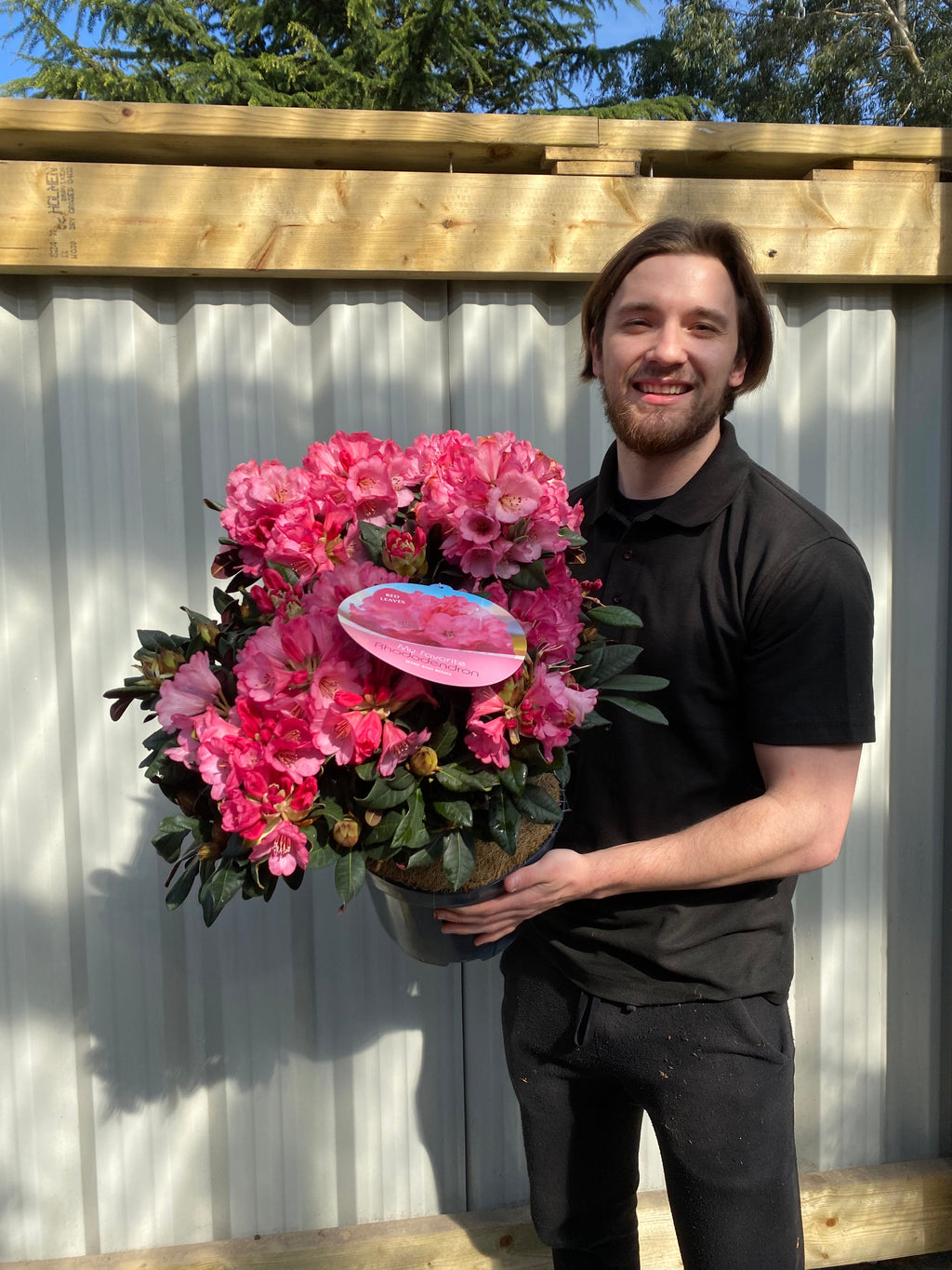 Rhododendron Wine and Roses (2 Sizes)