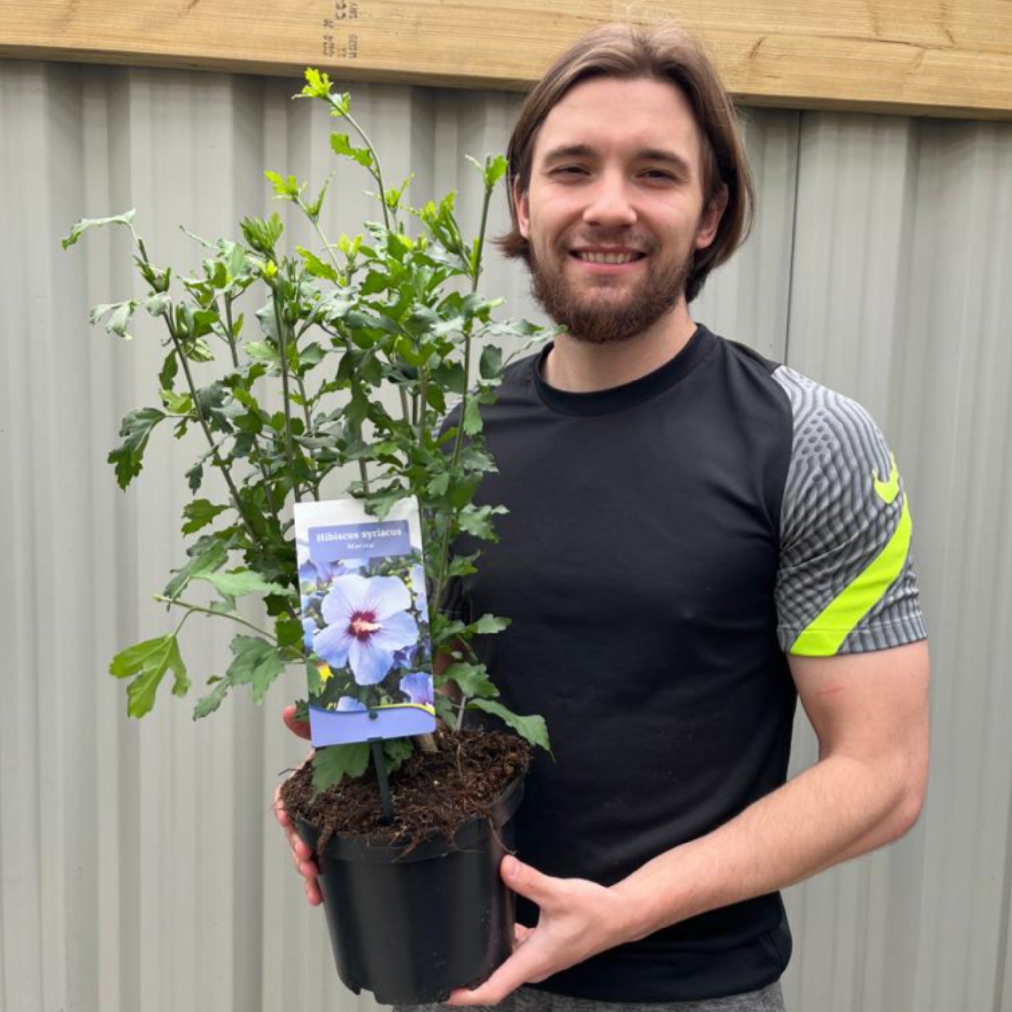 Hibiscus Syriacus 'Marina' 1.5L