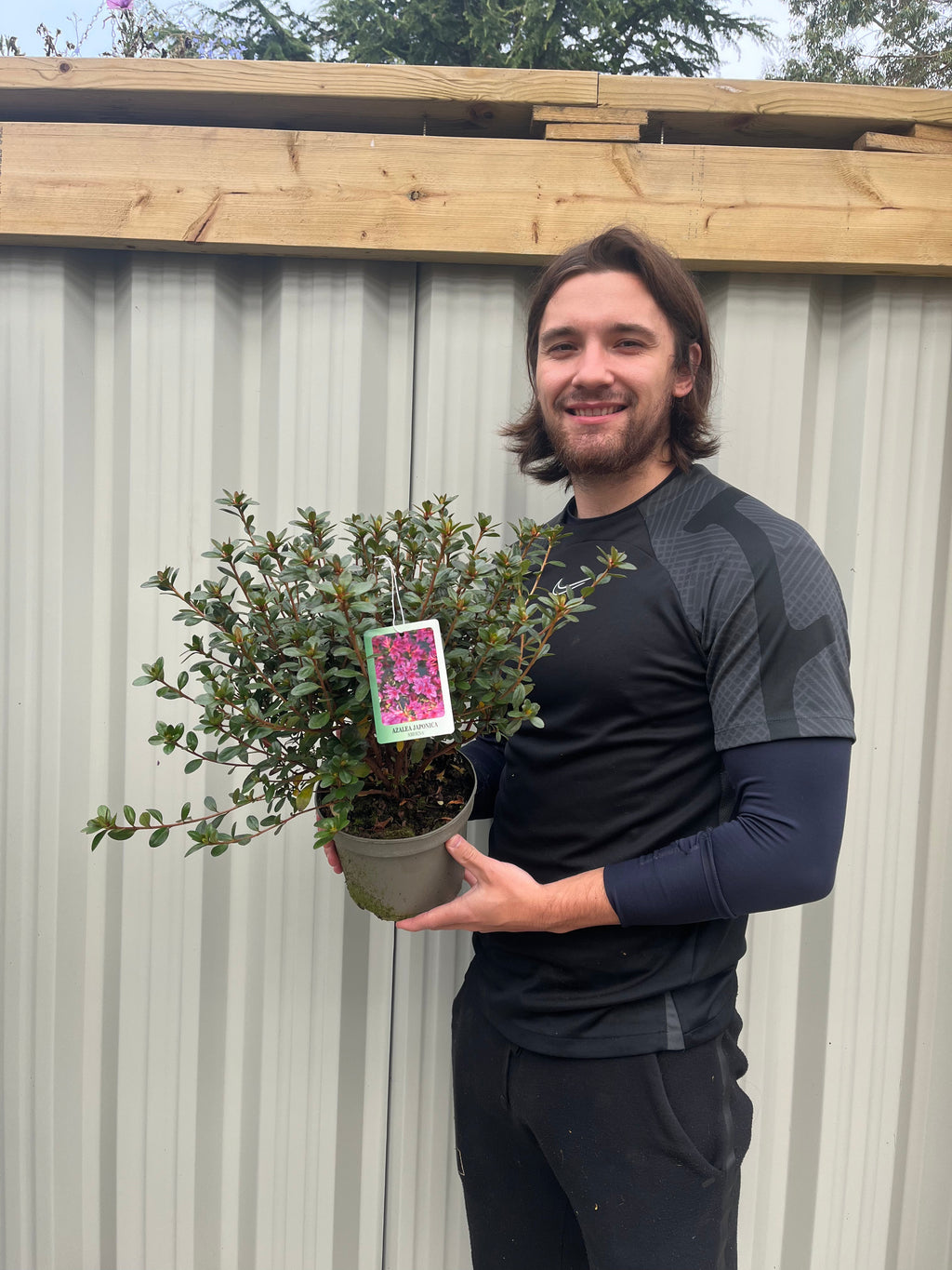 Azalea japonica 'Amoena' 2/5L