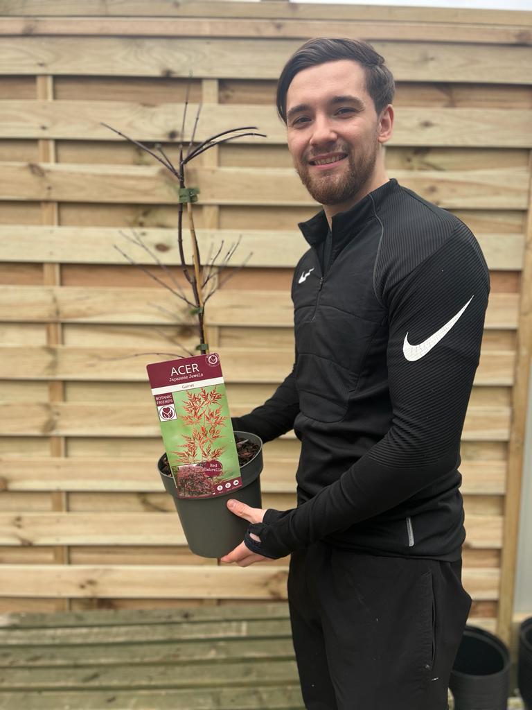 Acer palmatum Garnet 3L / 10L