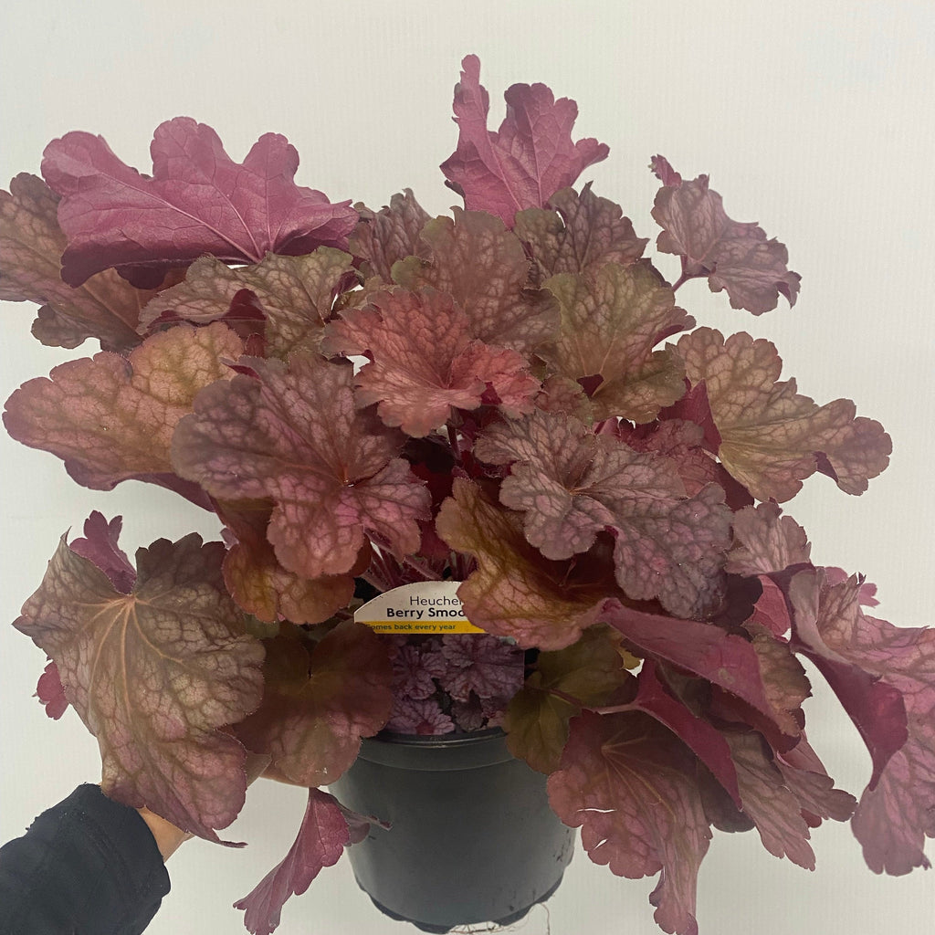 Heuchera 'Berry Smoothie' 2L