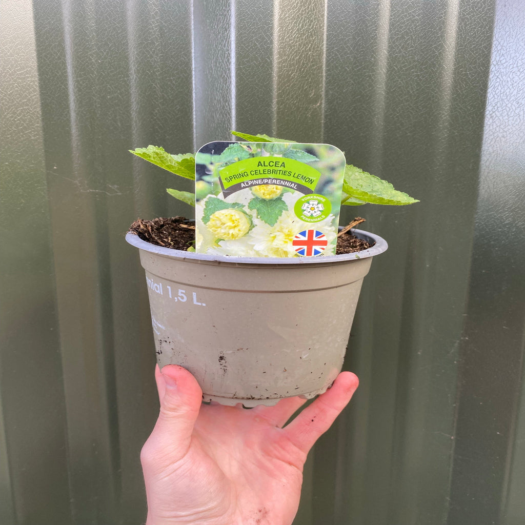 Hollyhock (Alcea) Yellow 'Spring Celebrities Lemon' 1.5L
