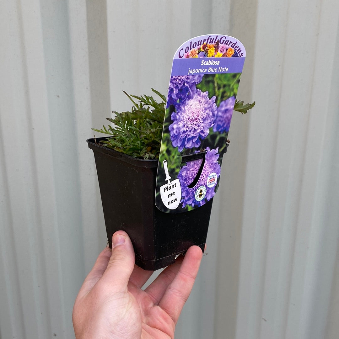 Scabious 'Blue Note' 9cm