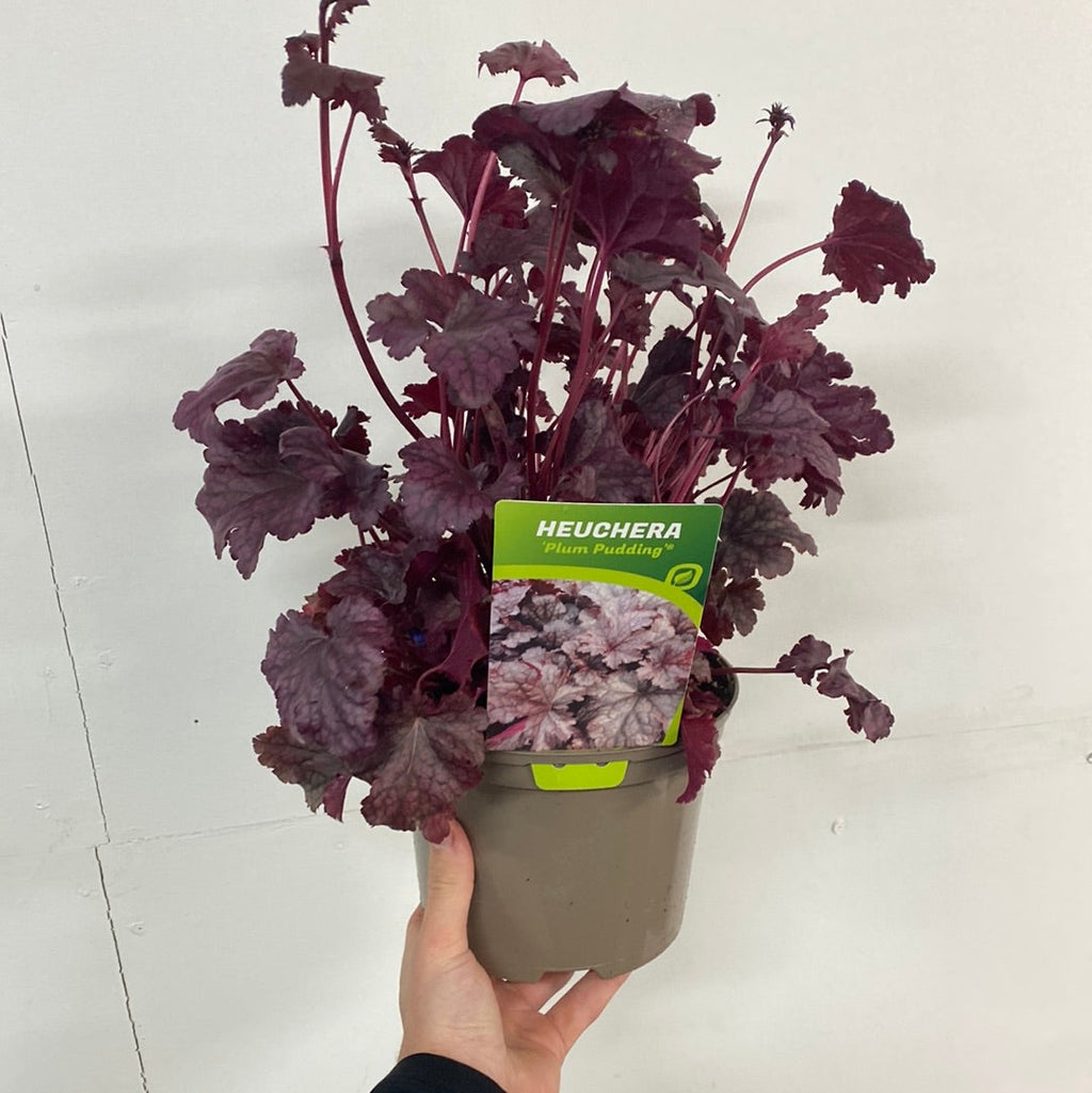 Heuchera 'Plum Pudding' 9cm/2L