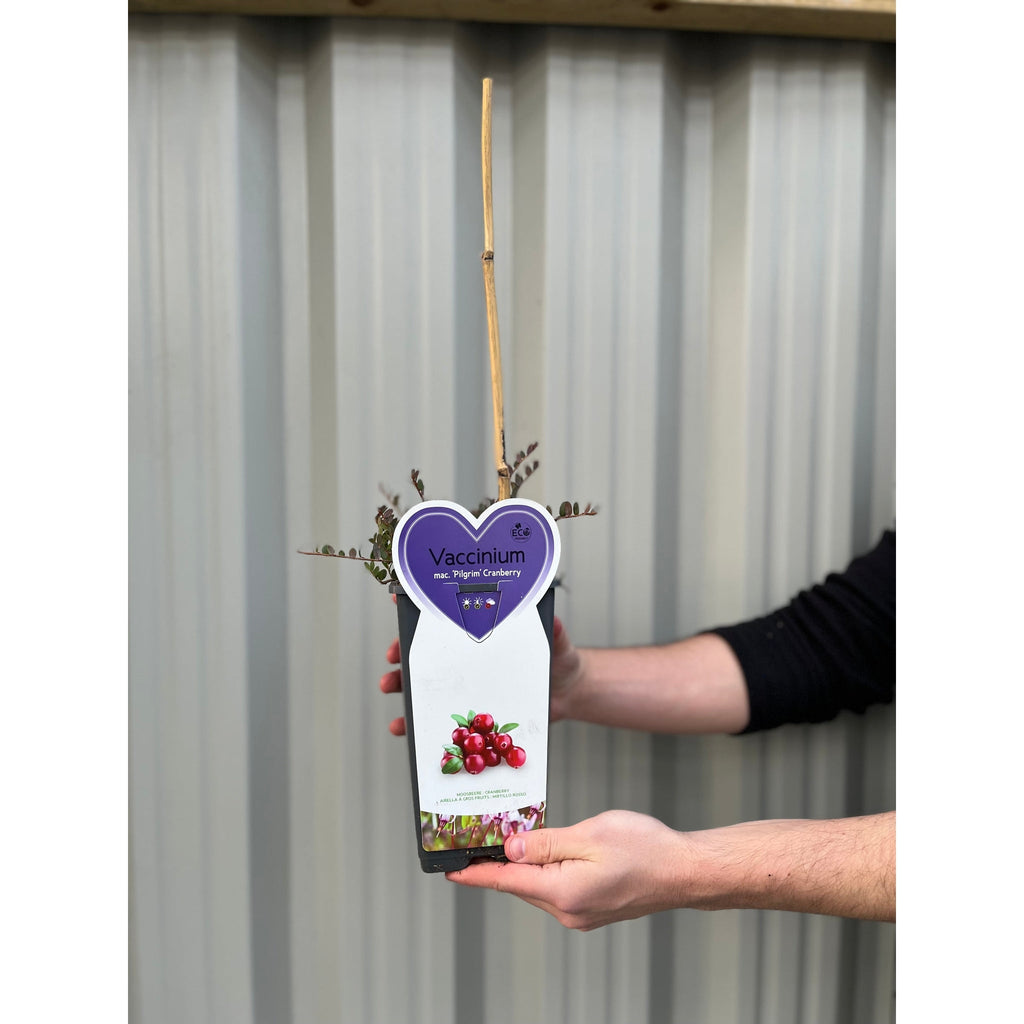 Cranberry 'Early Black'