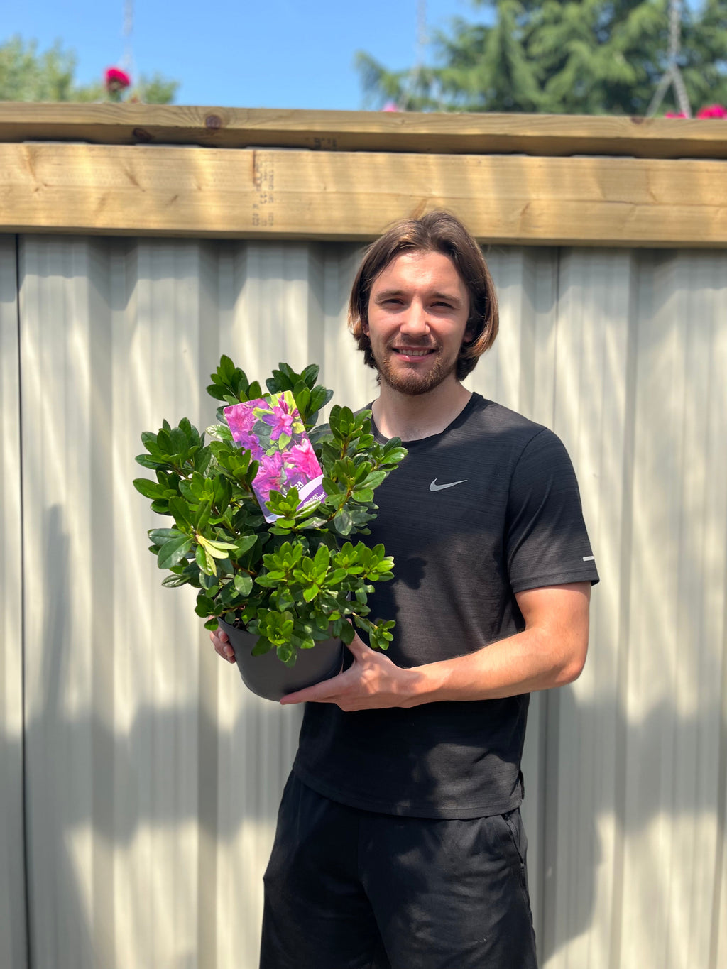 Azalea 'Koningstein' 3L