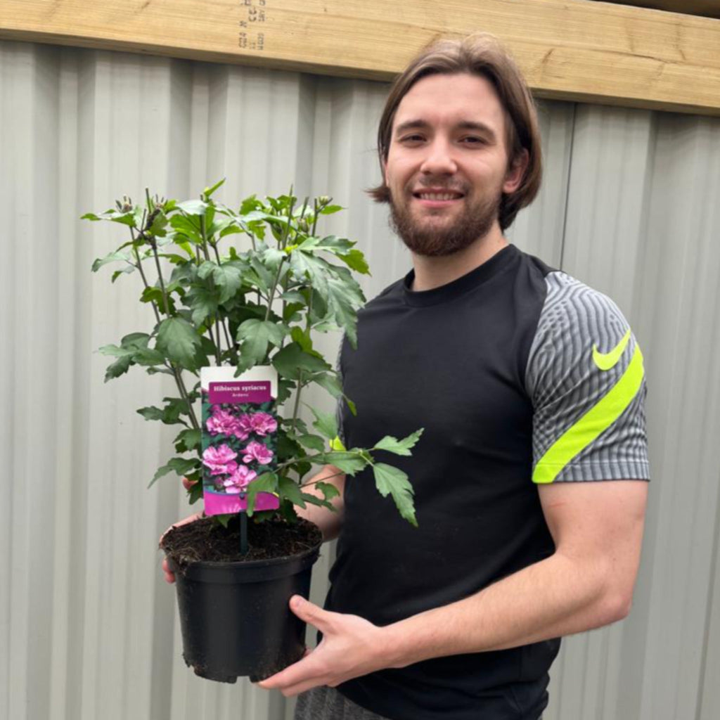 Hibiscus Syriacus 'Ardens' - Pink