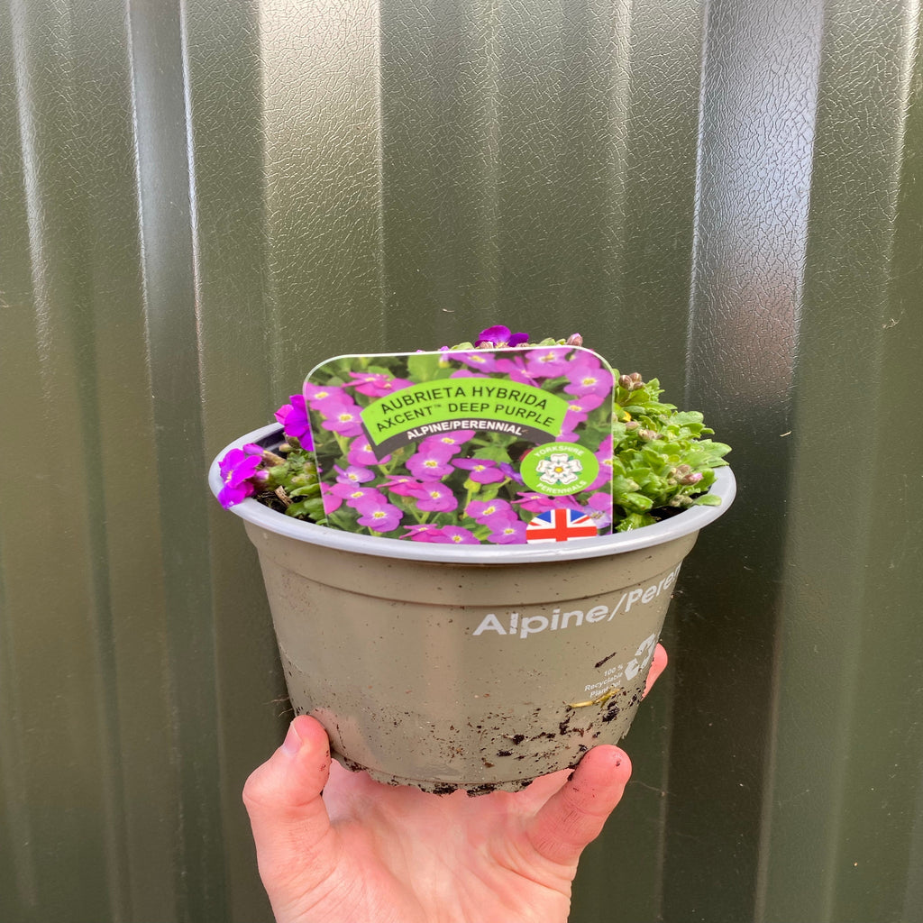 Aubretia hybrida axcent antique - Deep Purple 1.5L