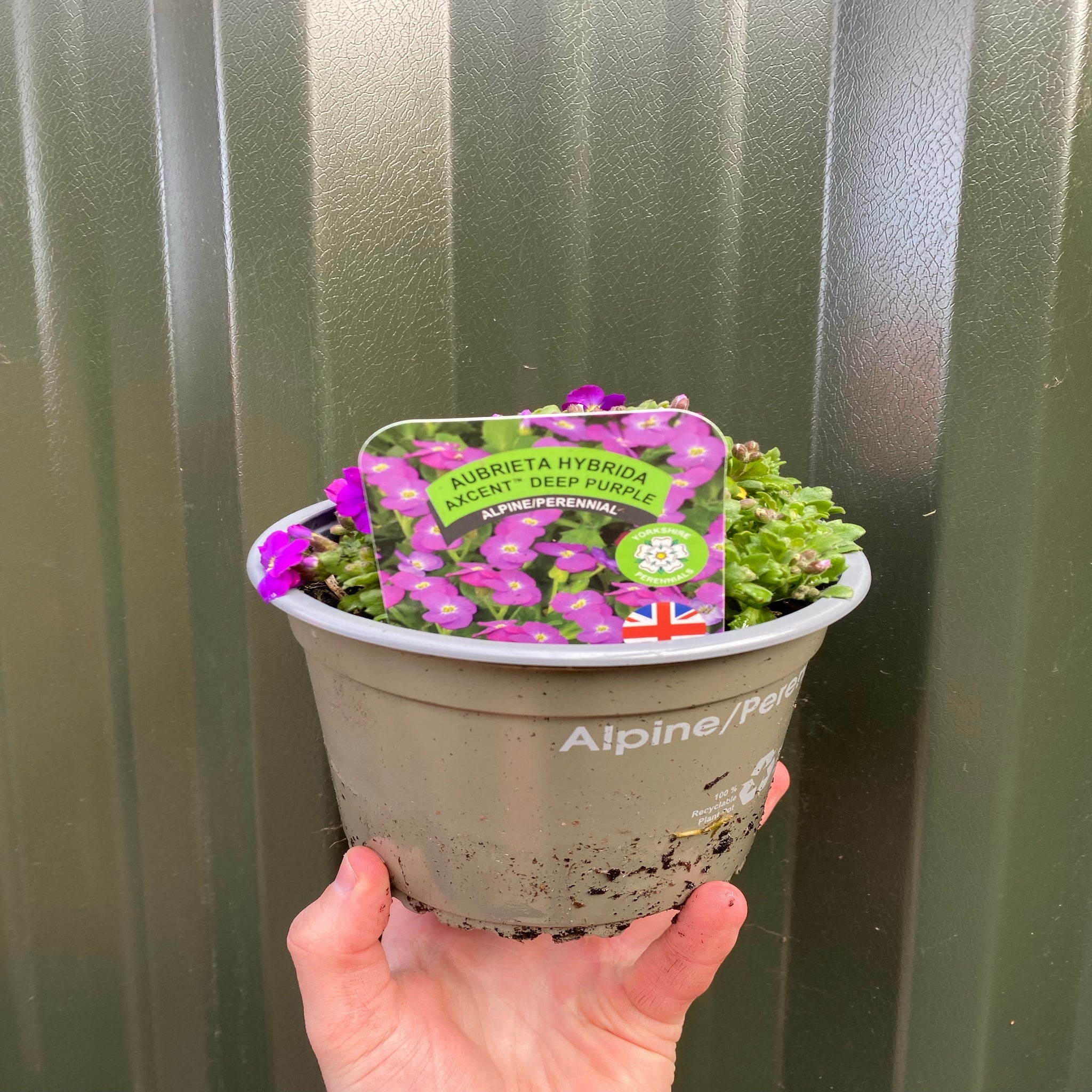 Aubretia hybrida axcent antique - Deep Purple 1.5L