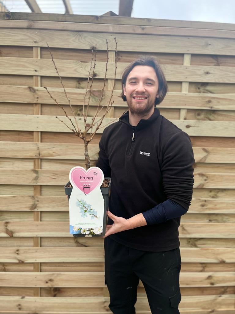 Ornamental Flowering Cherry Blossom Dwarf Tree -  Nipponica ‘Brilliant' (2 Sizes Available)