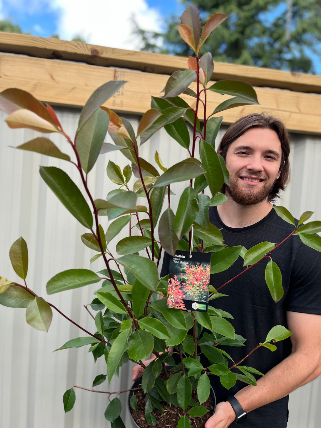 Photinia x fraseri 'Red Robin' 9cm-10L