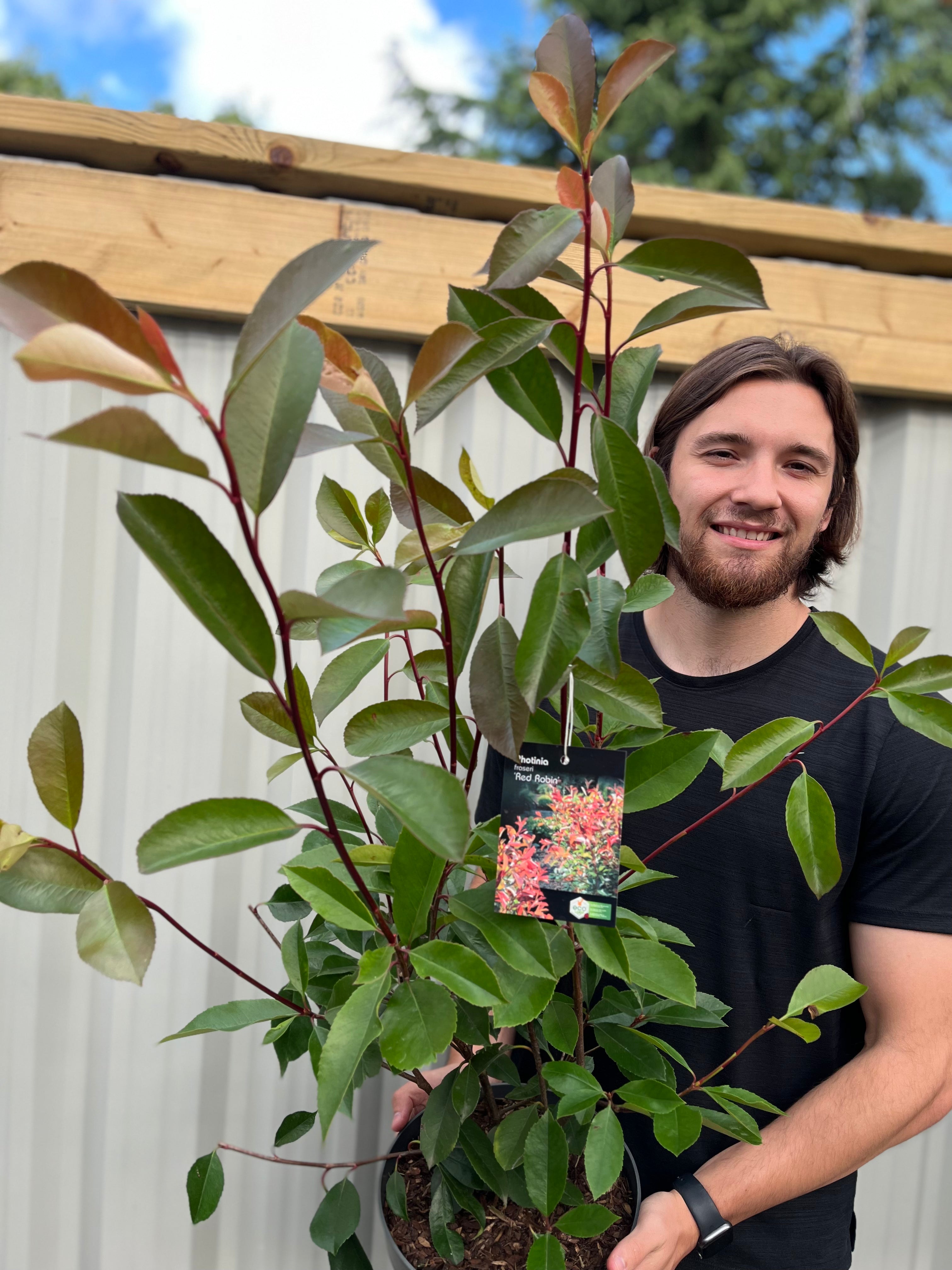 Photinia x fraseri 'Red Robin' 9cm-10L