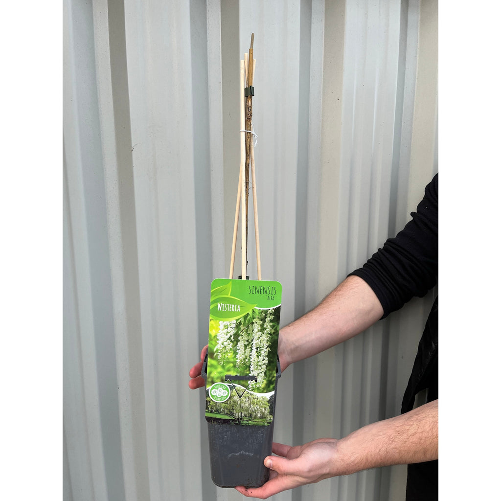 Wisteria sinensis 'Alba' (White) 60cm