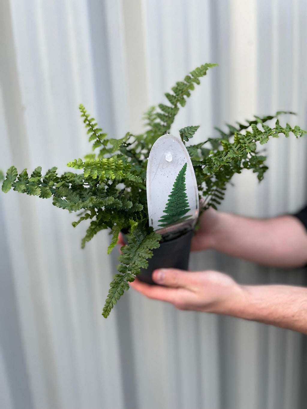 Ferns Polystichum (11cm Growers Pot)
