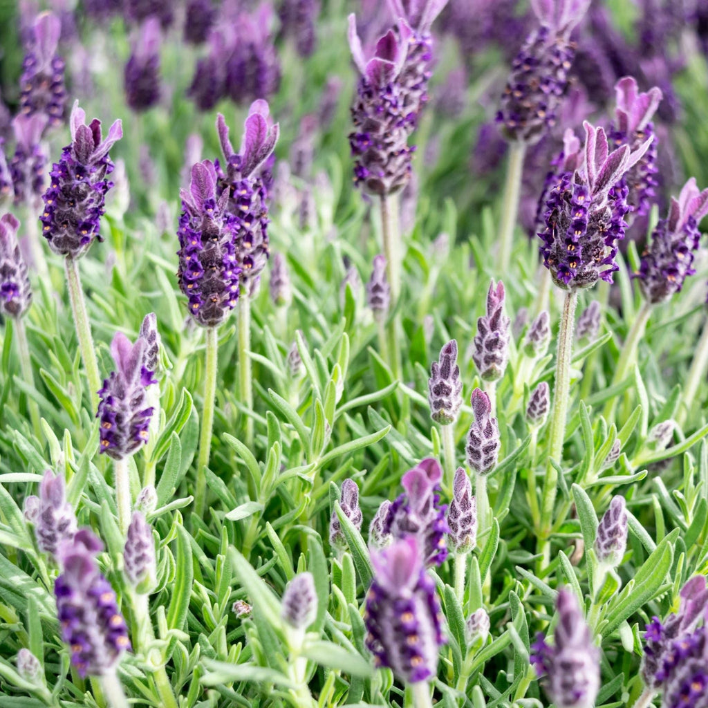 Lavender Stoechas - Javelin Deep Purple 9cm/1.5L/2L